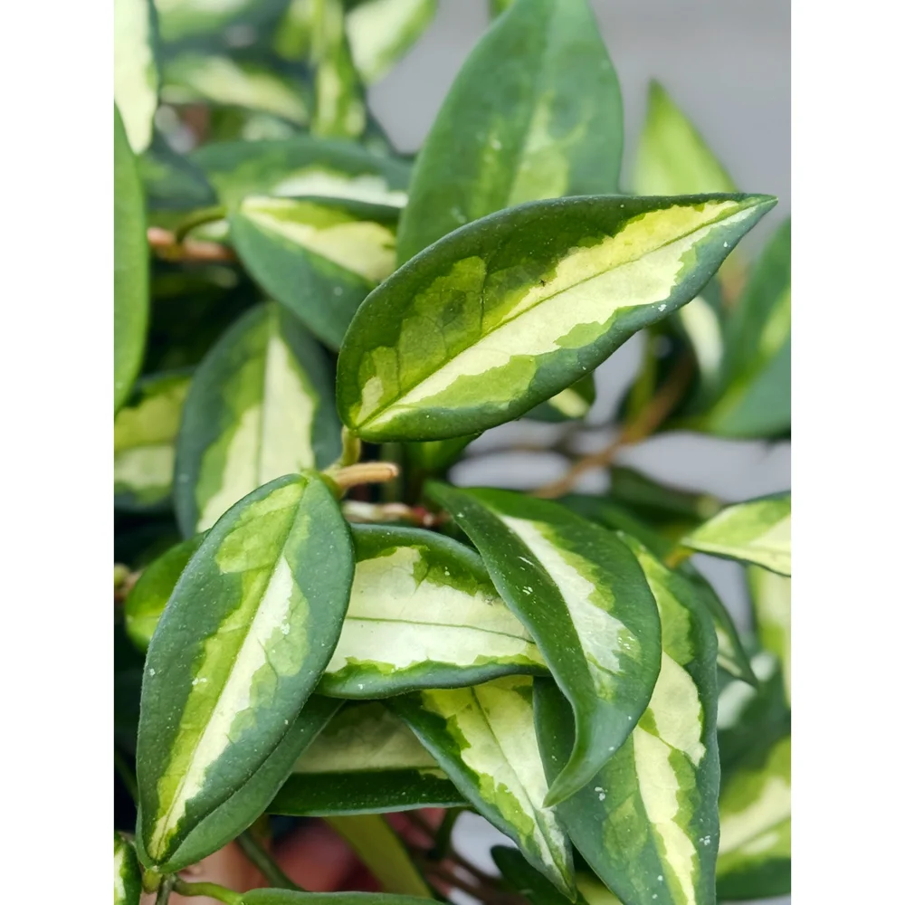 Hoya Carnosa Tricolor Krimson Princess — Stayin' Alive Succulents