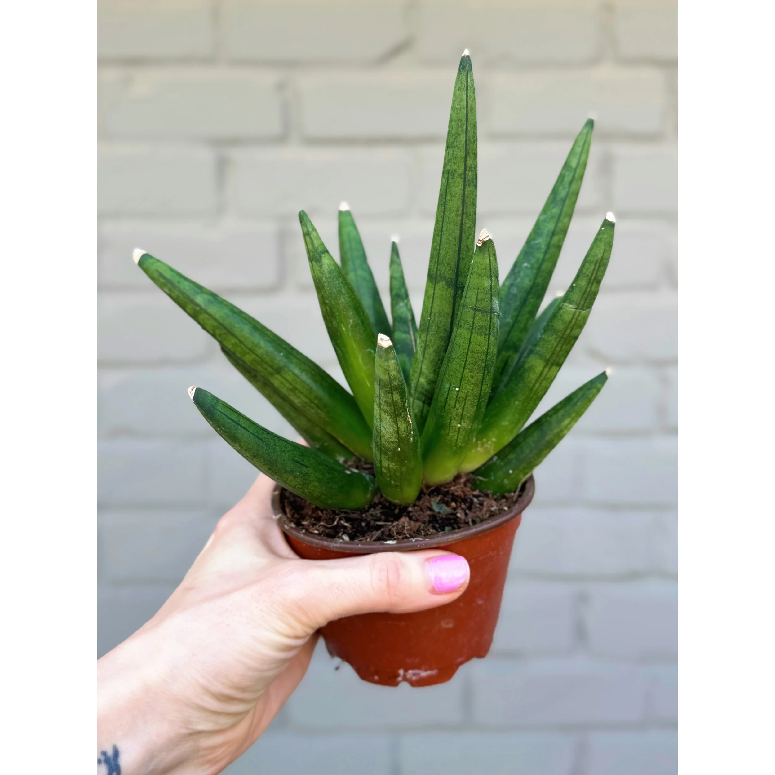 Sansevieria Boncellensis 'Hedgehog'