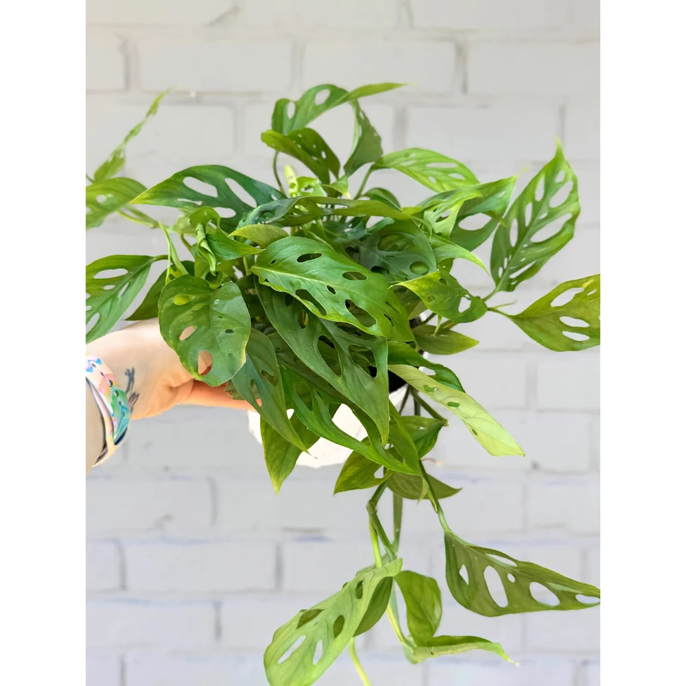 Monstera Adansonii Narrow Form 'Swiss Cheese' 6"  Stayin' Alive Succulents