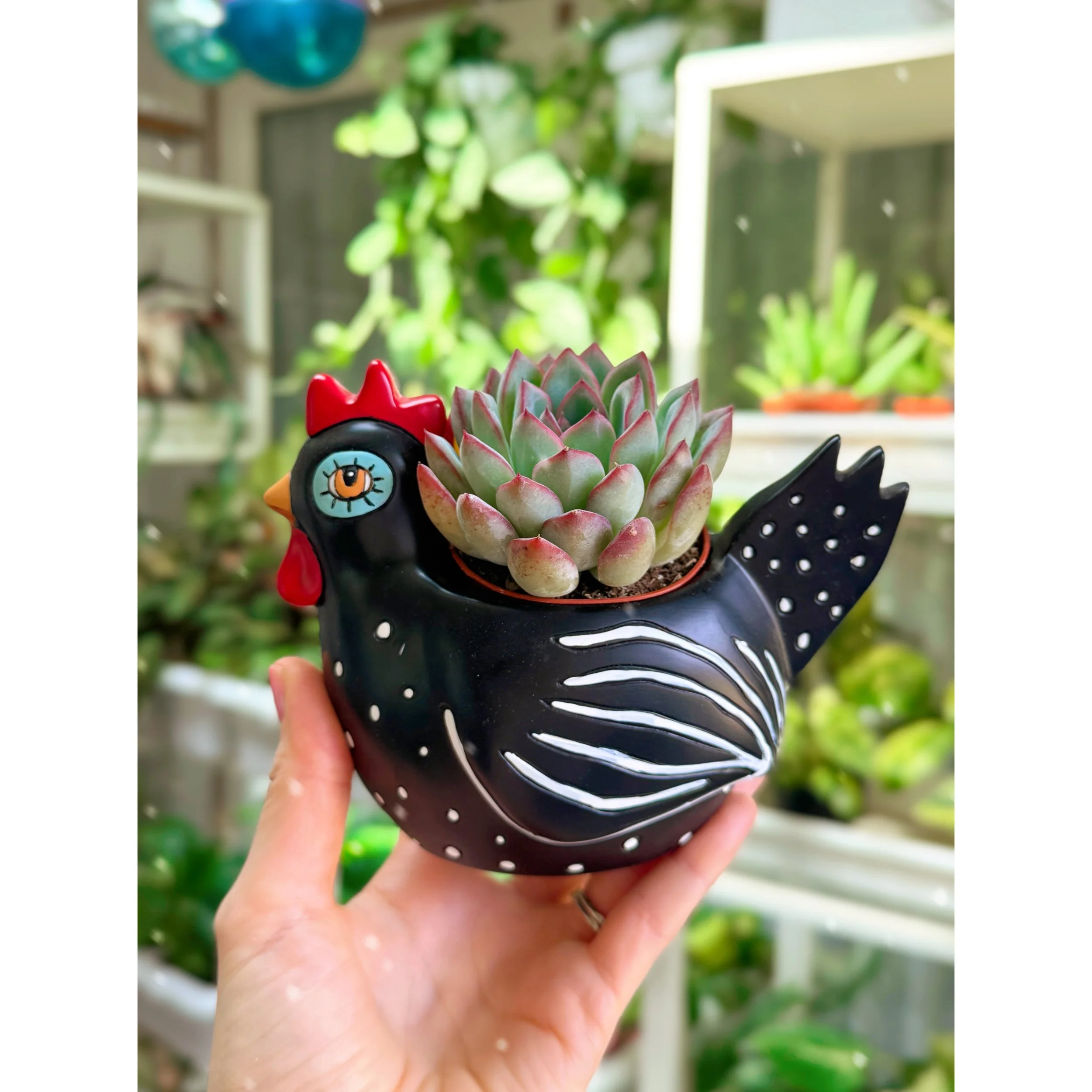 Succulent in Rooster Planter