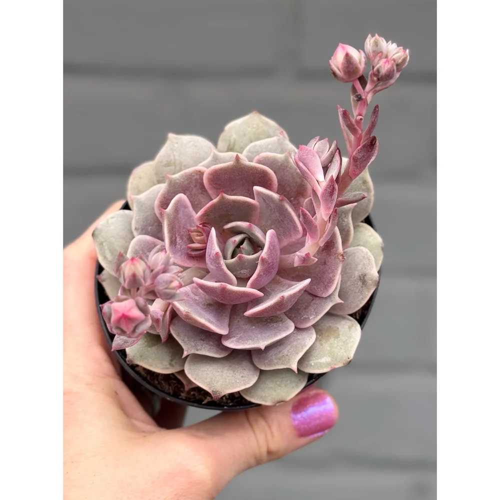 succulent live Echeveria little red lips Rare Succulent Live Plant Live Succulent Cac –  cactus cat succulents main image 1