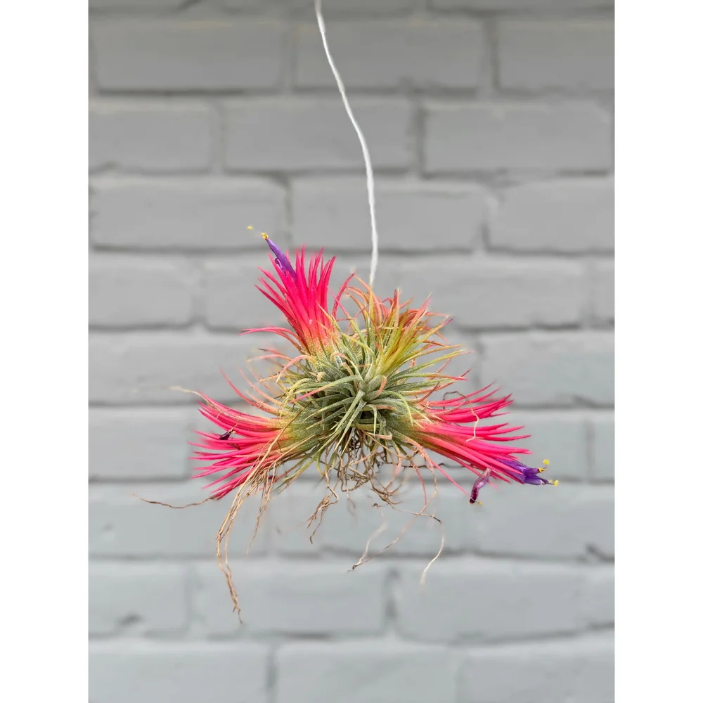 Tillandsia Ionantha Fuego Cluster — Stayin' Alive Succulents