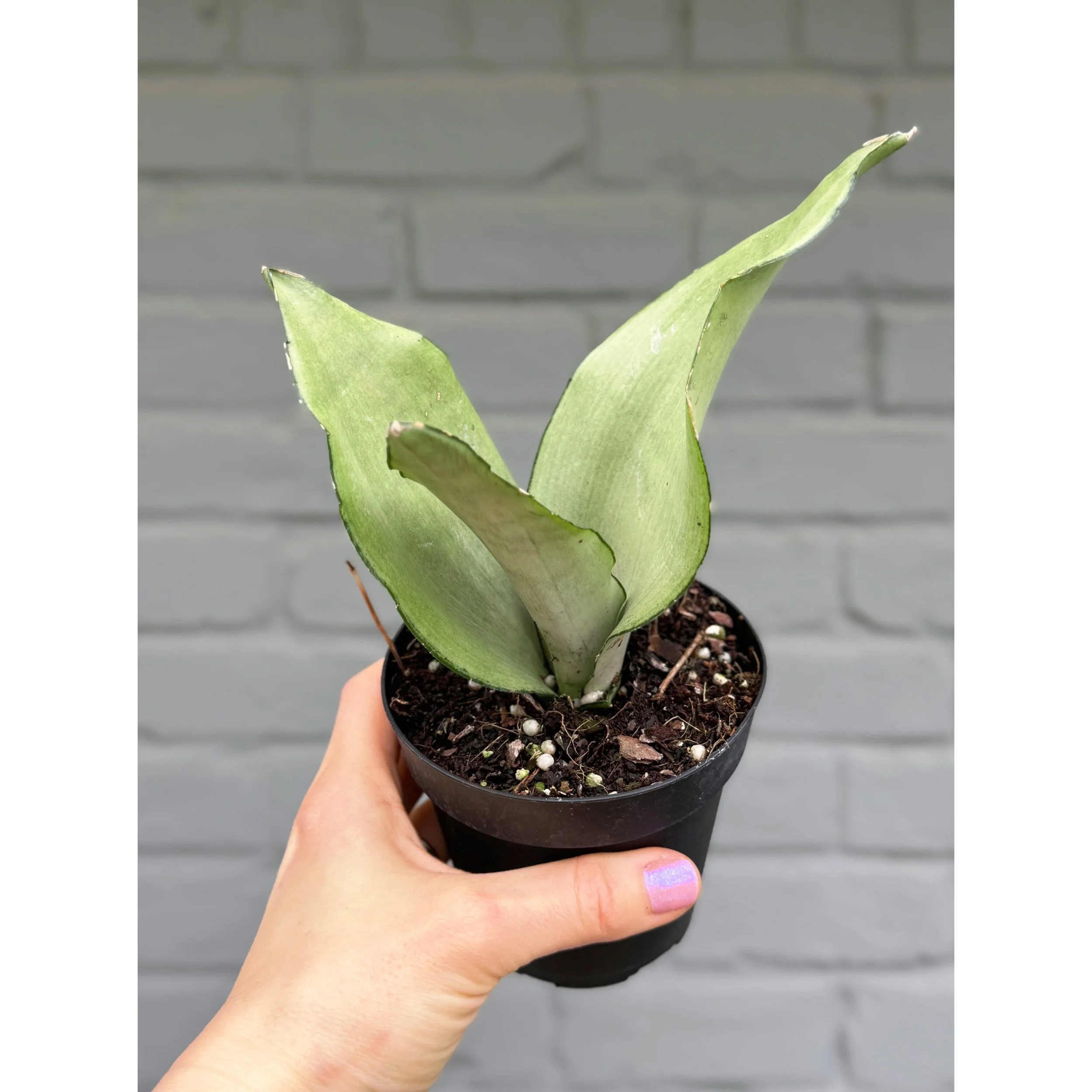 Sansevieria 'Moonshine'