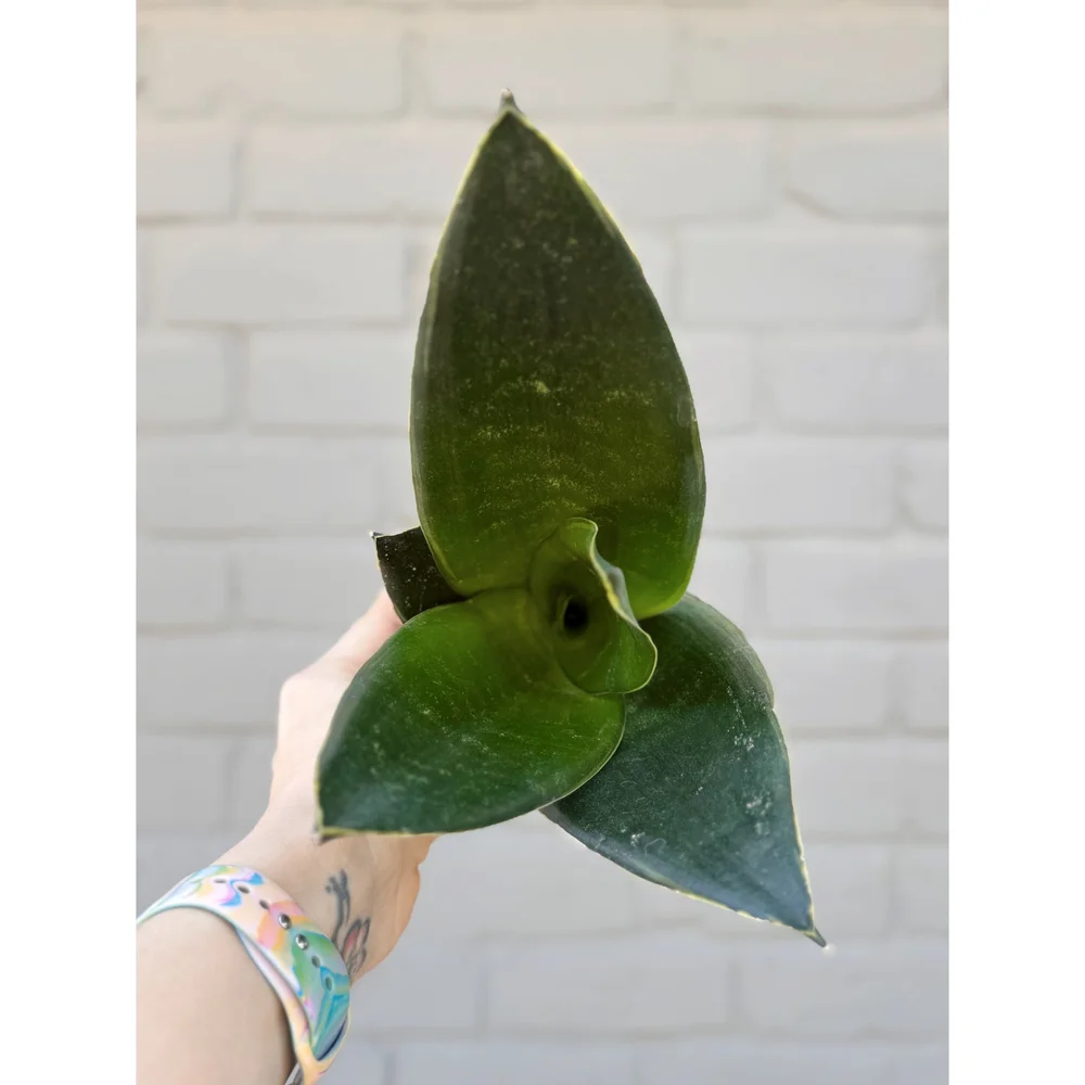Sansevieria 'Black Diamond' 4