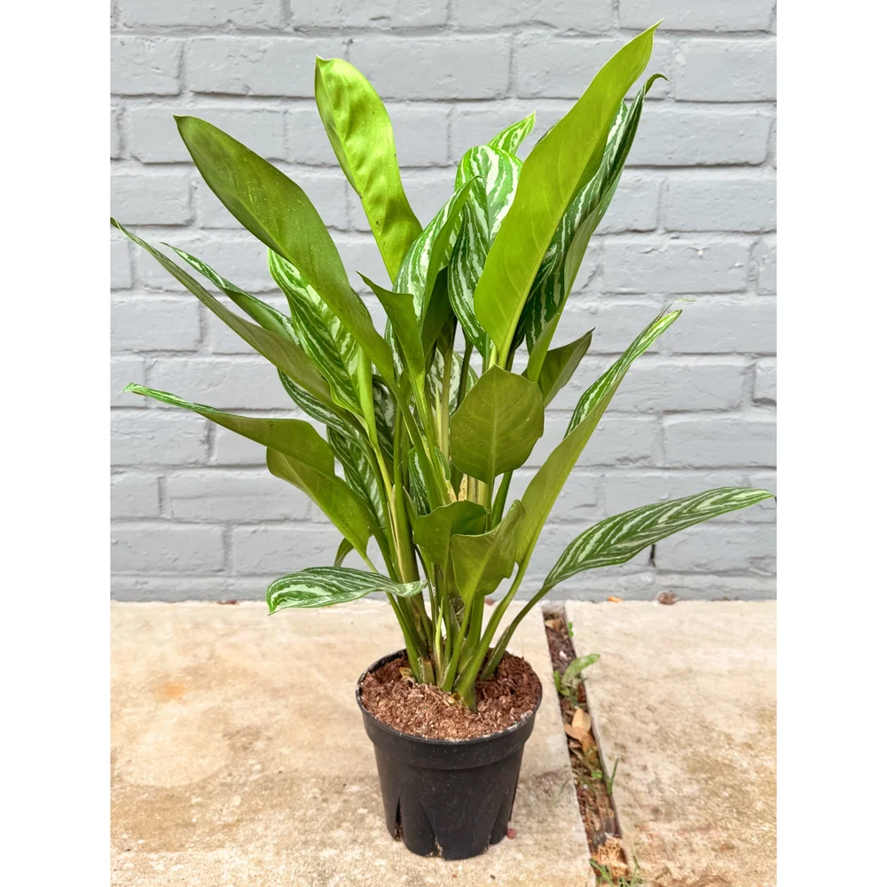 Aglaonema 'Stripes' 8