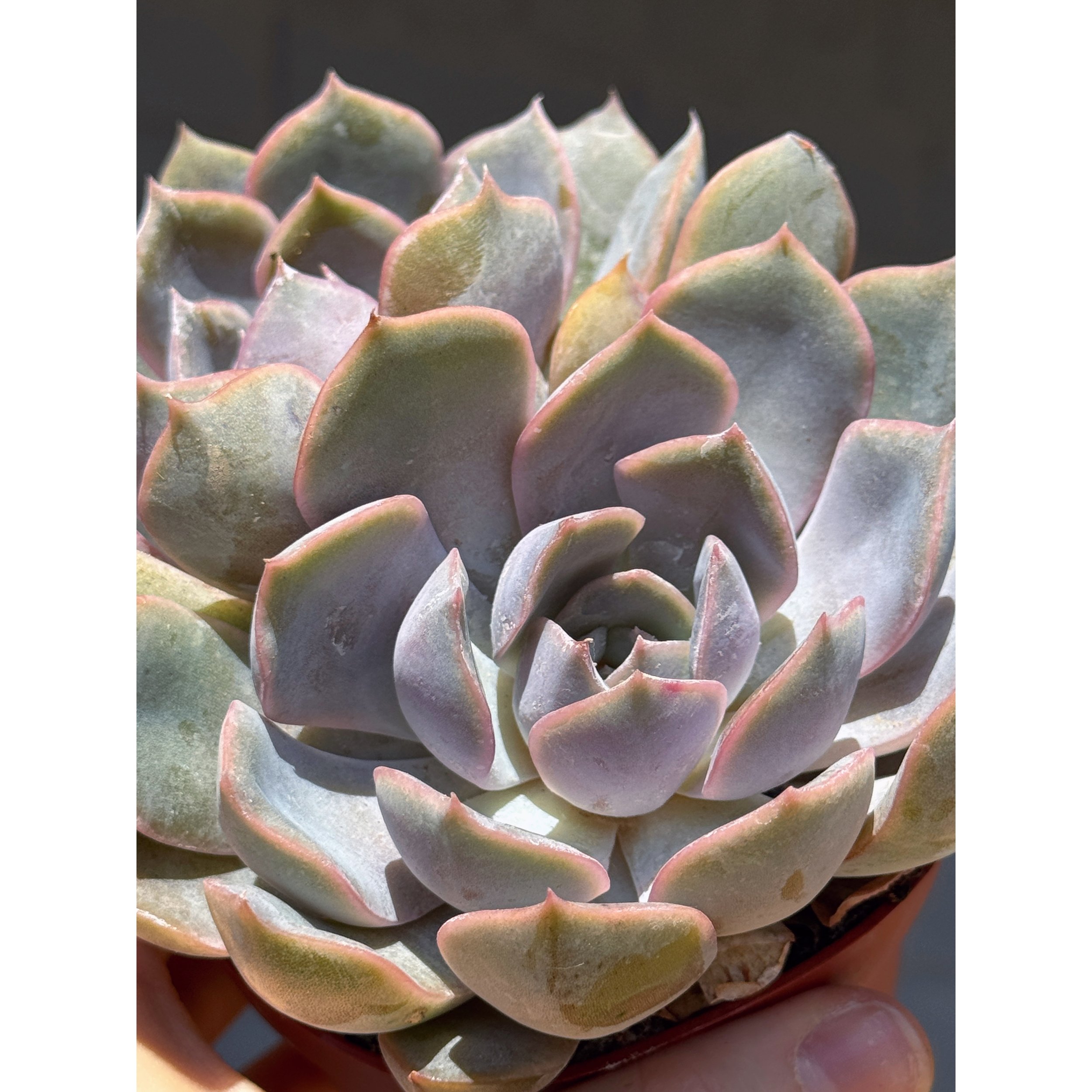 Echeveria 'Orion'