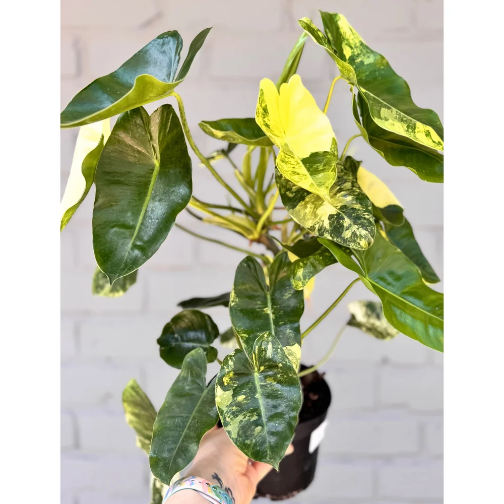 Philodendron 'Burle Marx Variegata' 6