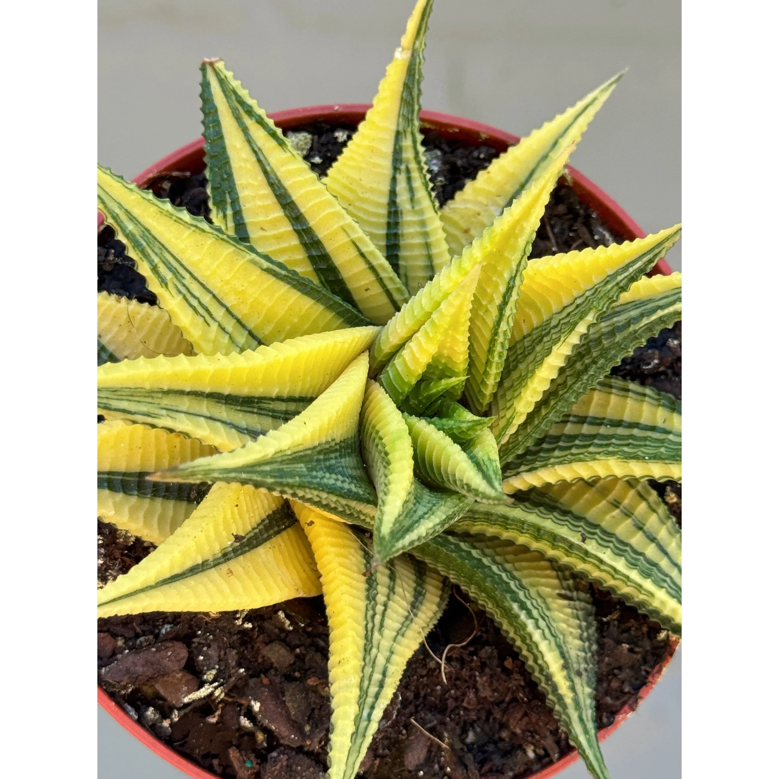 Haworthia Variegated Limifolia