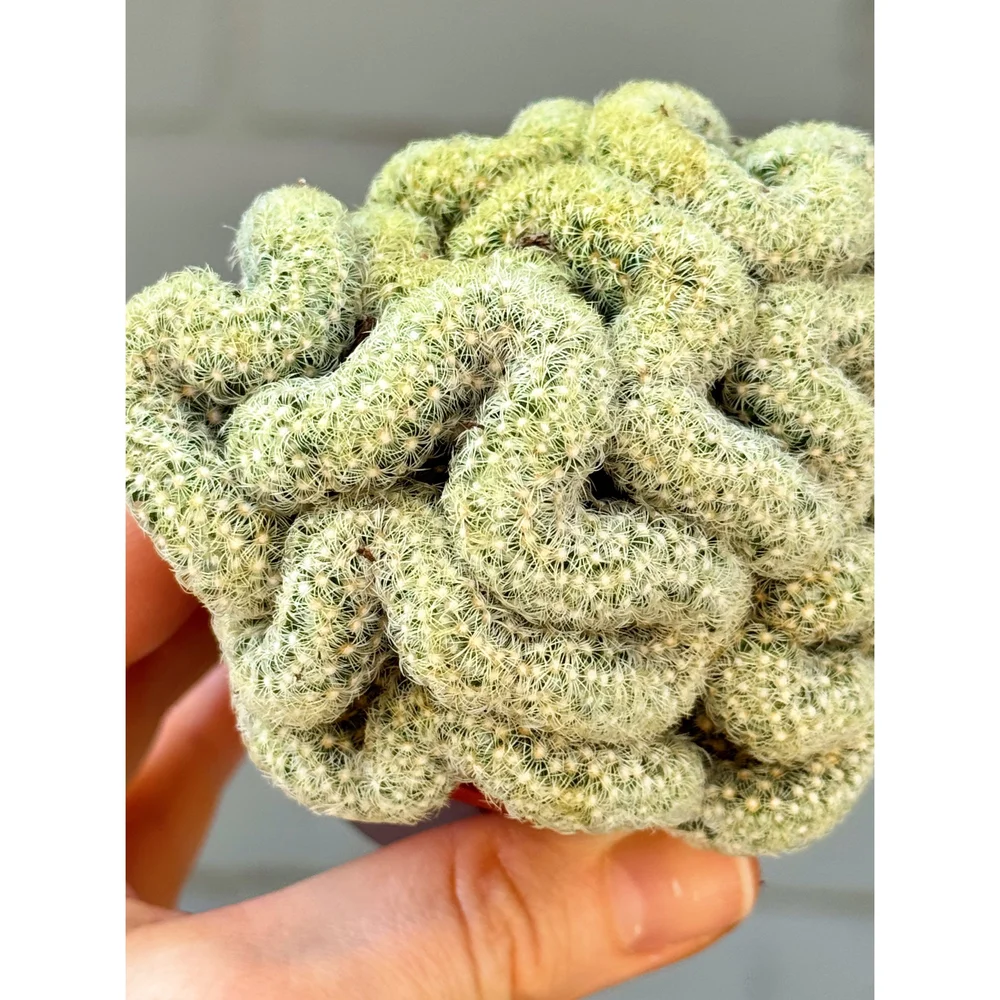 Mammillaria Cristata 'Brain Cactus' 2.5"  Stayin' Alive Succulents