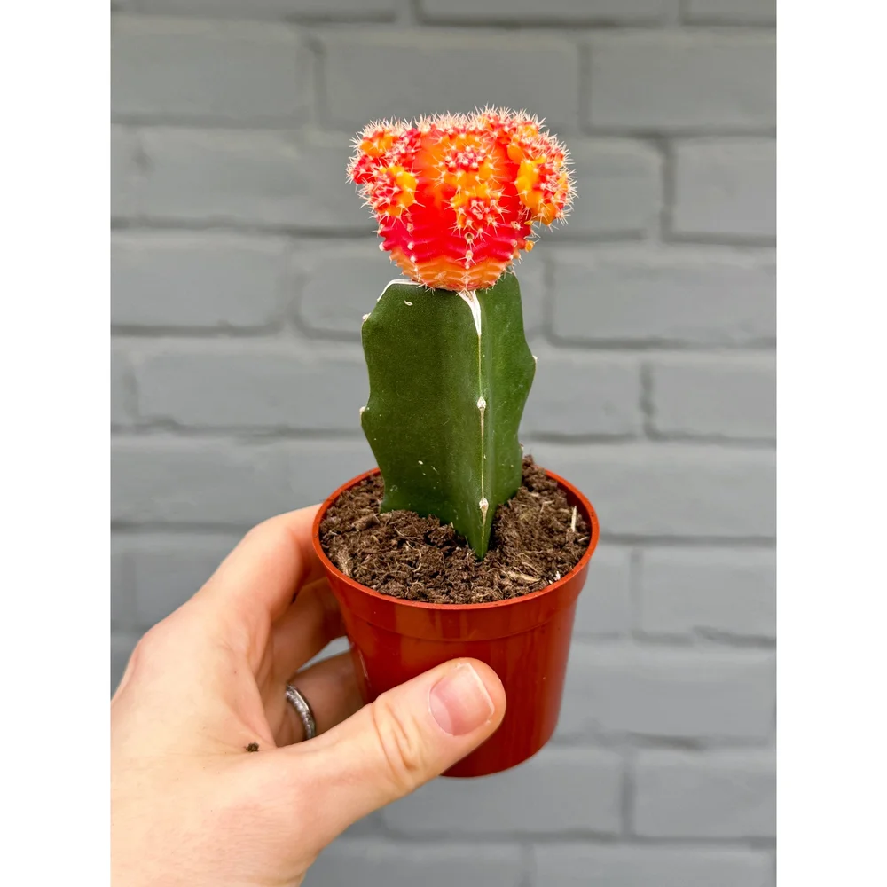 kaktus online shop Succulent Euphorbia Dragon Bone - Unique, Low-maintenance Cactus