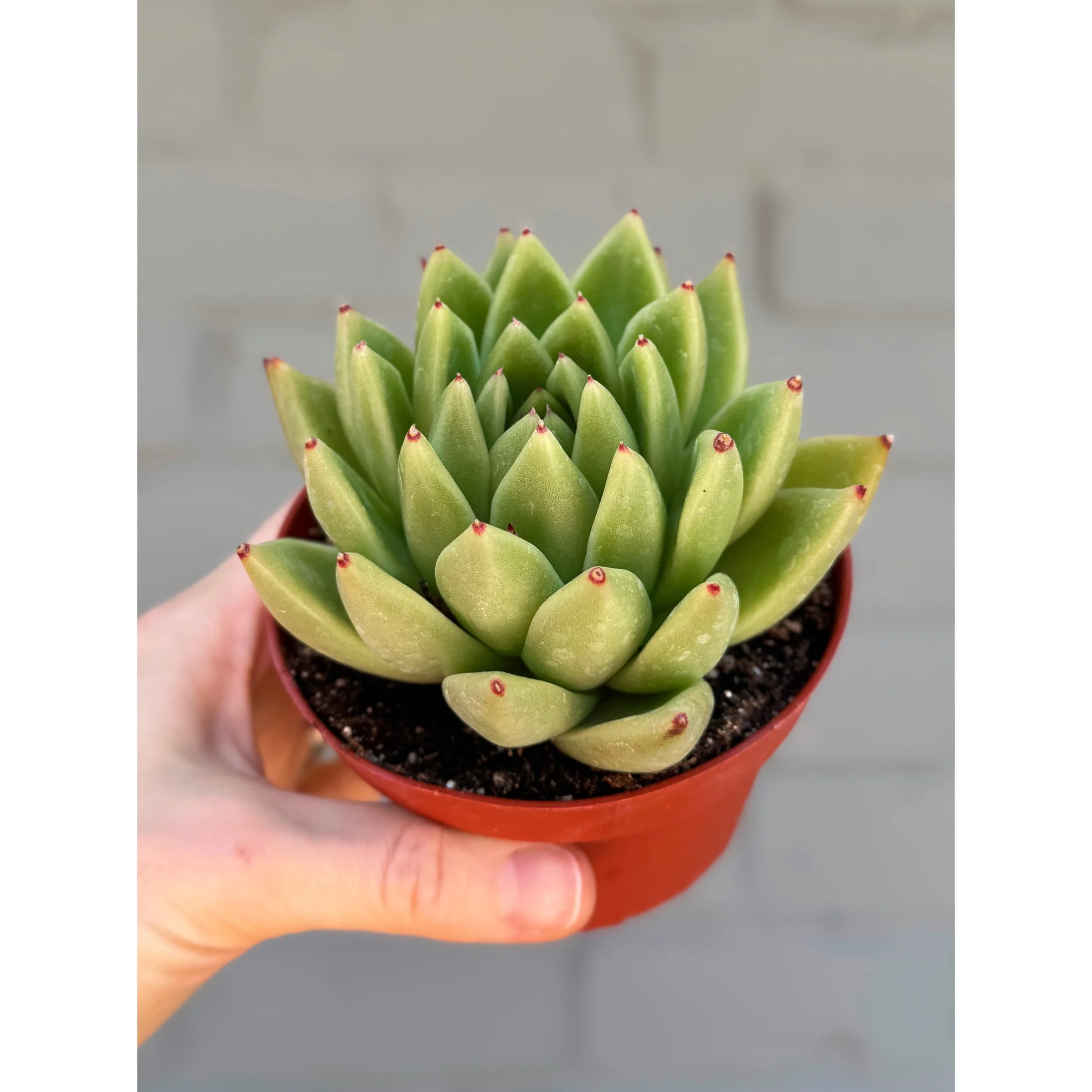 Echeveria Agavoides 'Miranda' 4"