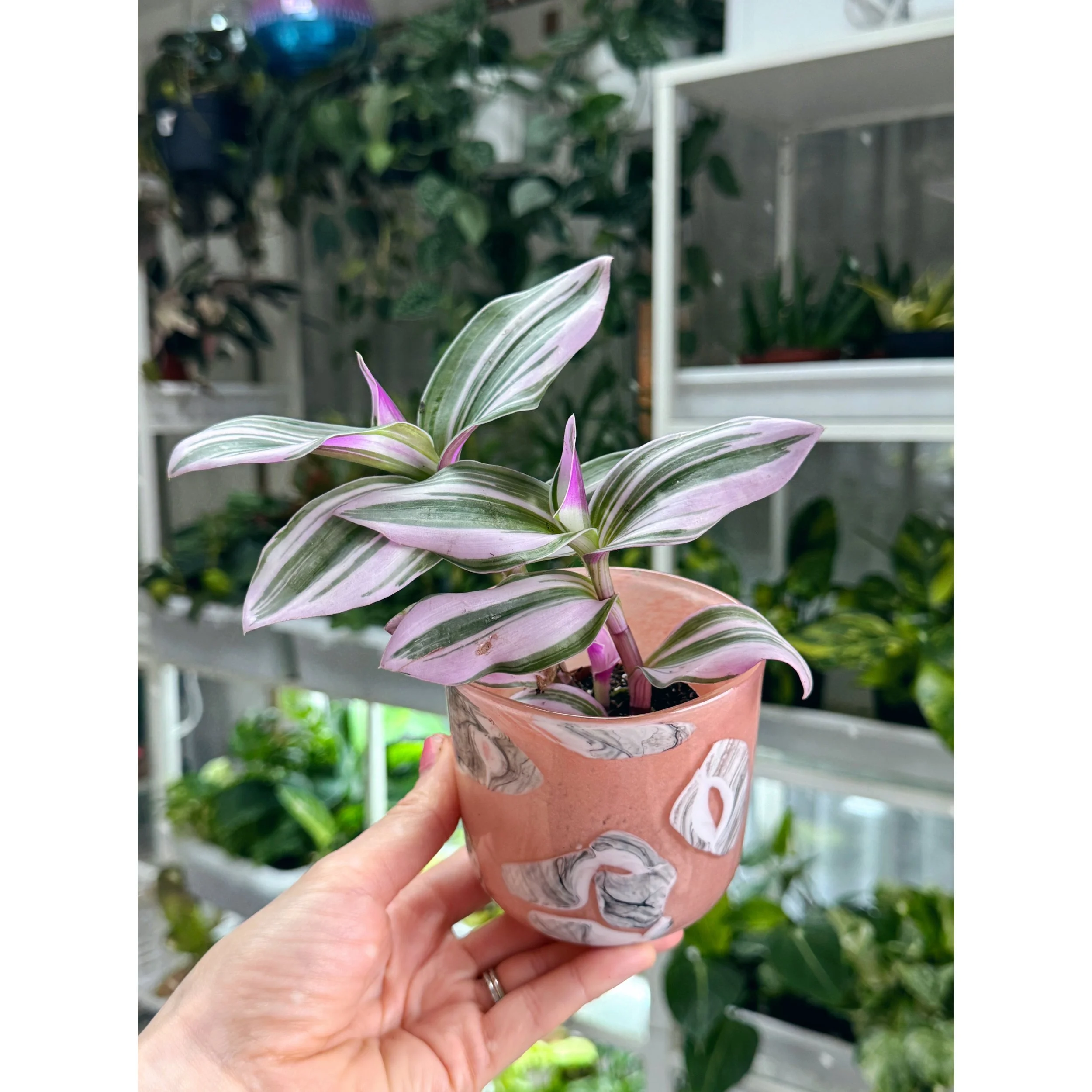 Tradescantia 'Nanouk' in Peach Sumi Pot