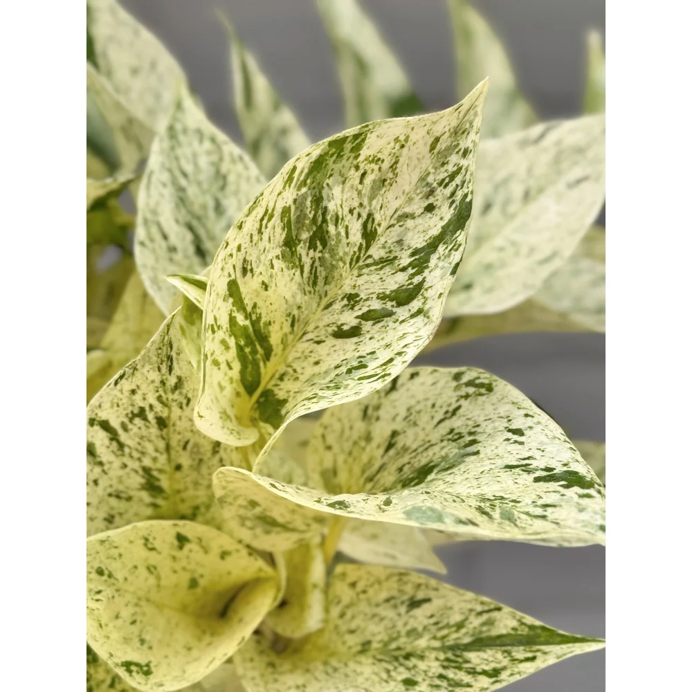 bantel's sensation snake plant cultivar name Bantel's Sensation Snake Plant main image 1