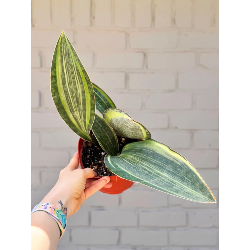 Sansevieria Masoniana 'Variegated Whale Fin' 6"  Stayin' Alive Succulents
