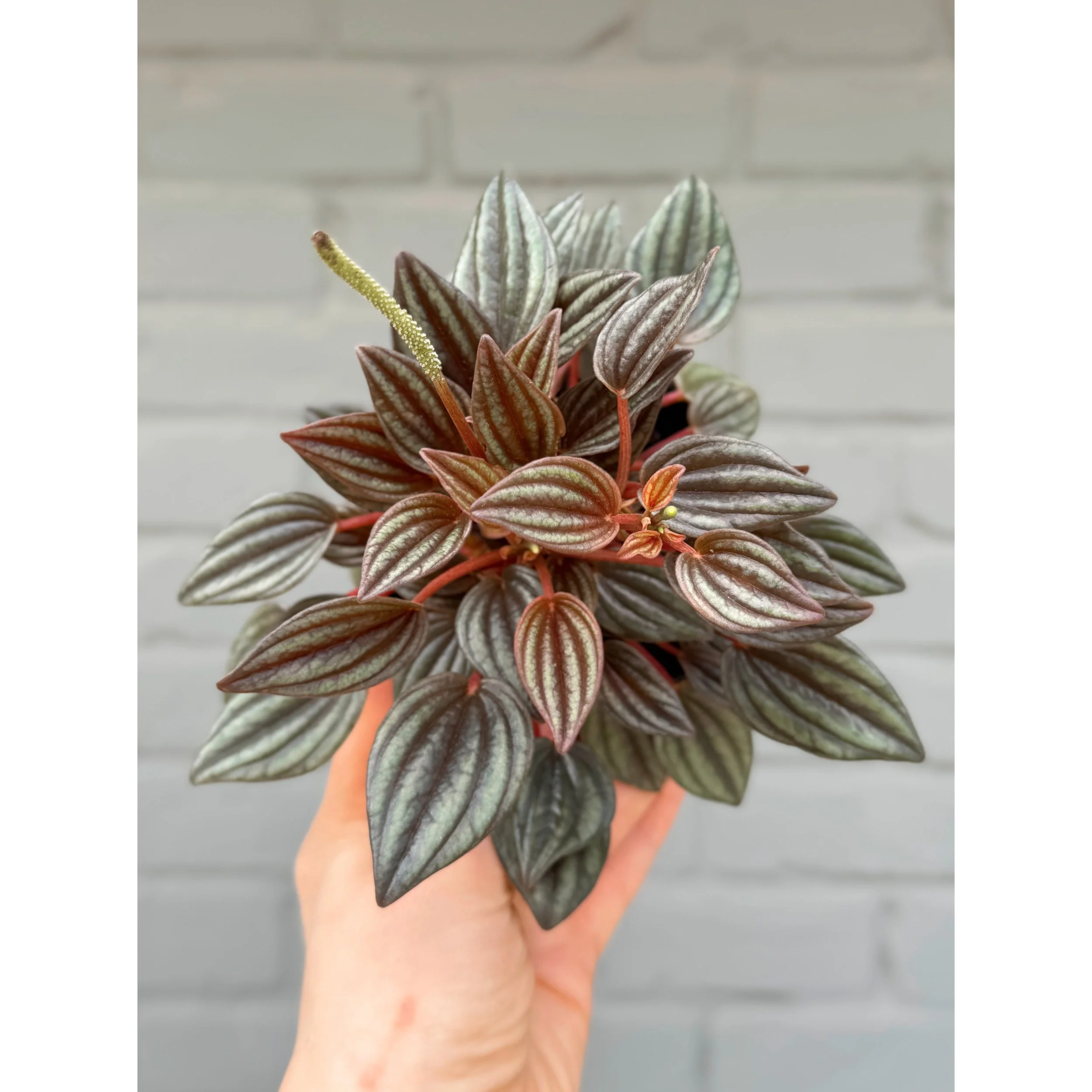 Peperomia Caperata 'Lima'