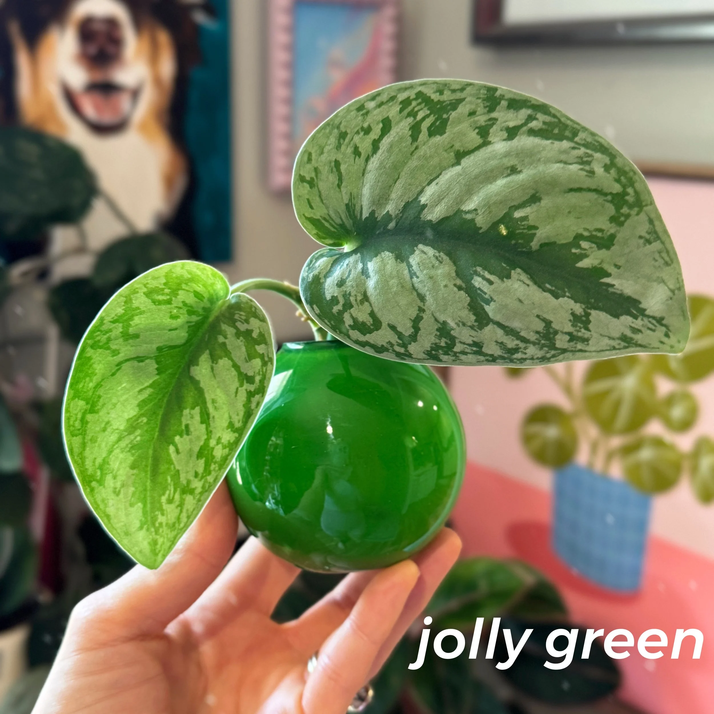 Propagation Ball Vases - Jolly Green