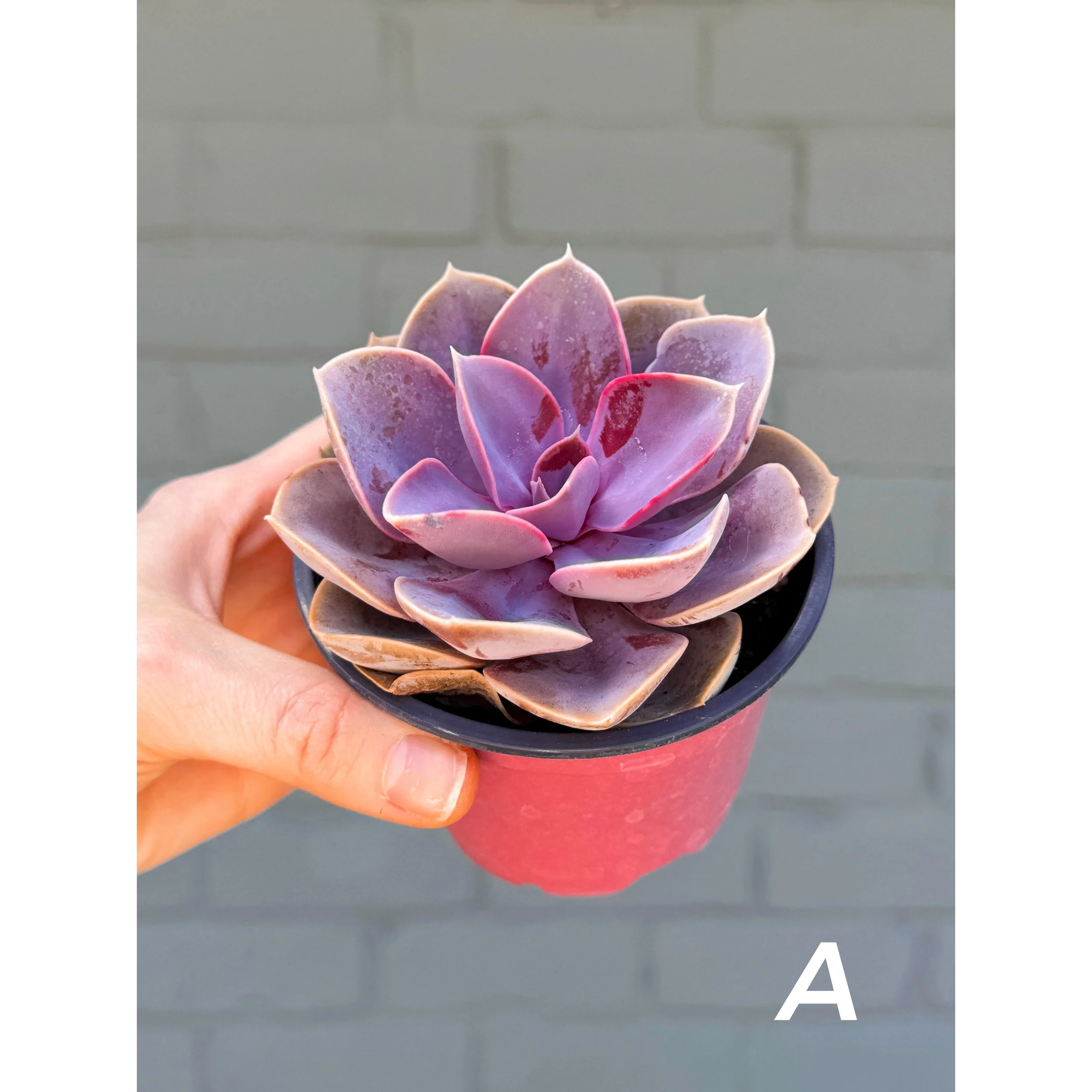 A - Echeveria Perle Von Nurnberg