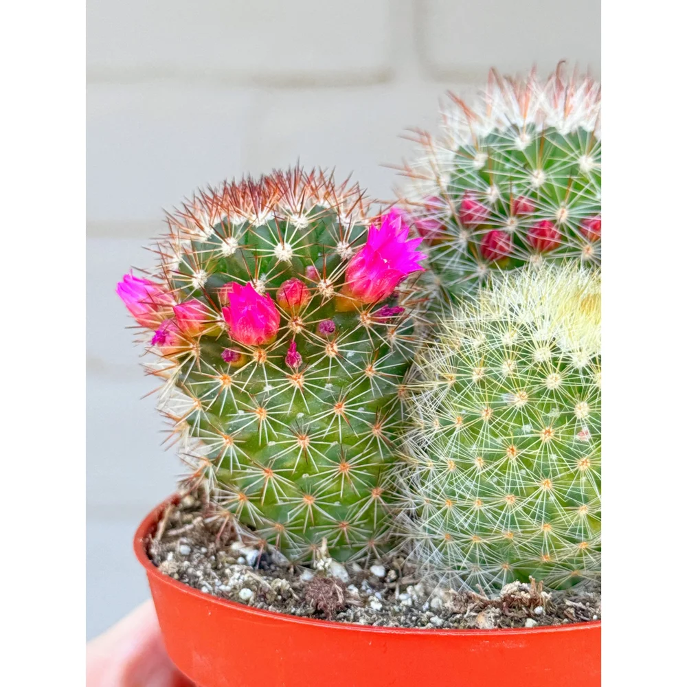 neon lights cactus Neon 'Cactus' Sign