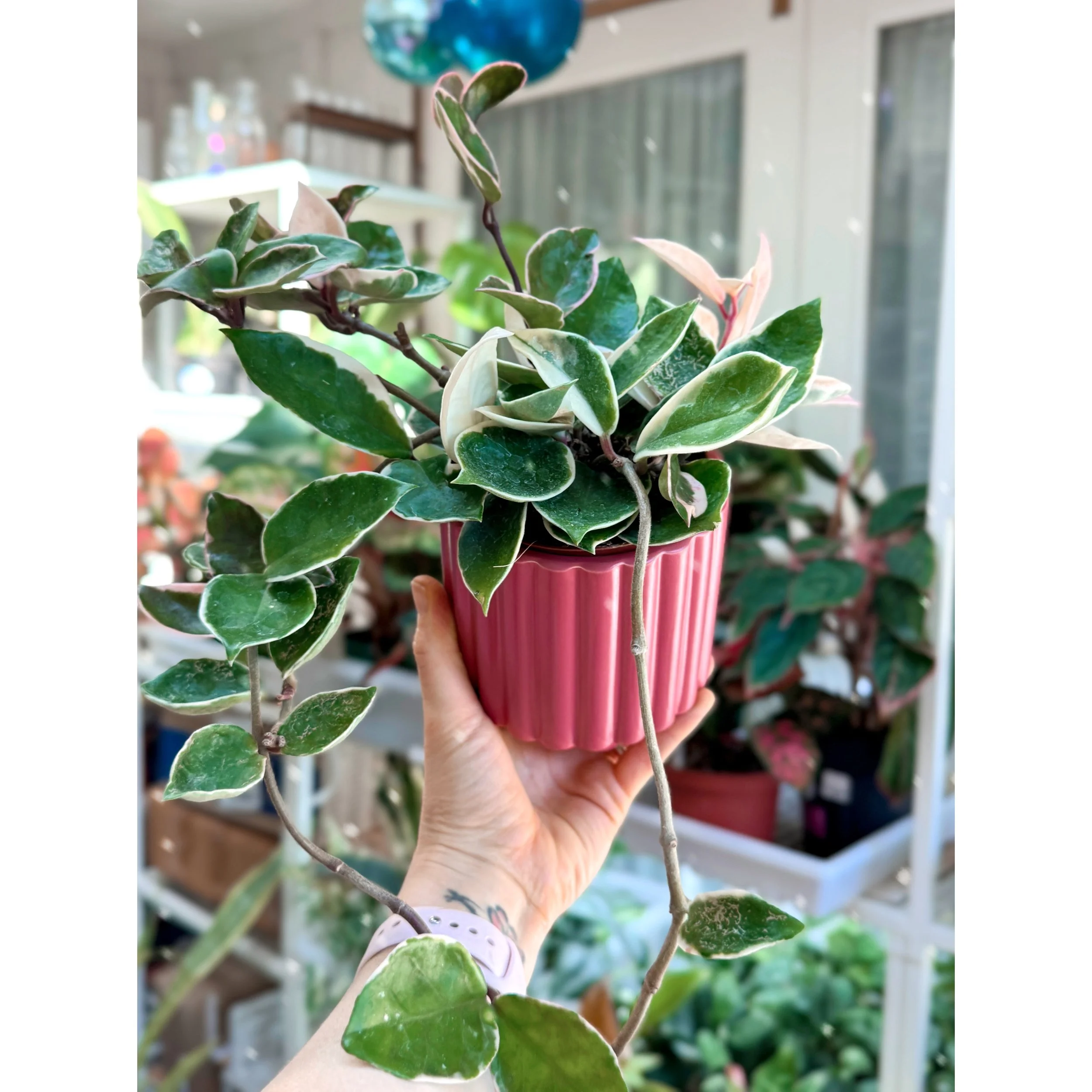 Hoya Carnosa cv. Snowball XL in Dark Pink Carmen Pot