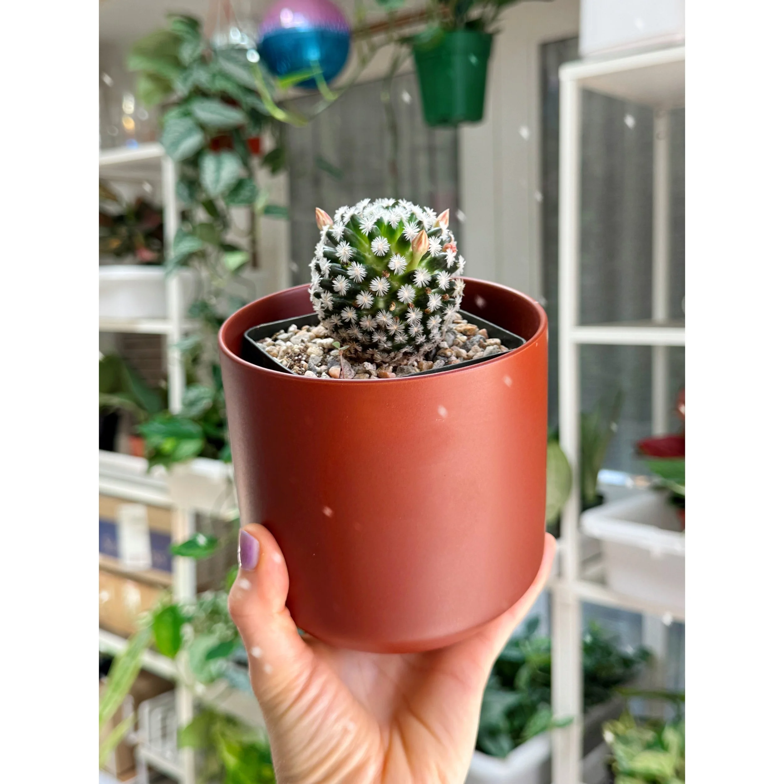 Mammillaria Duwei in Dark Brown Kendall Pot