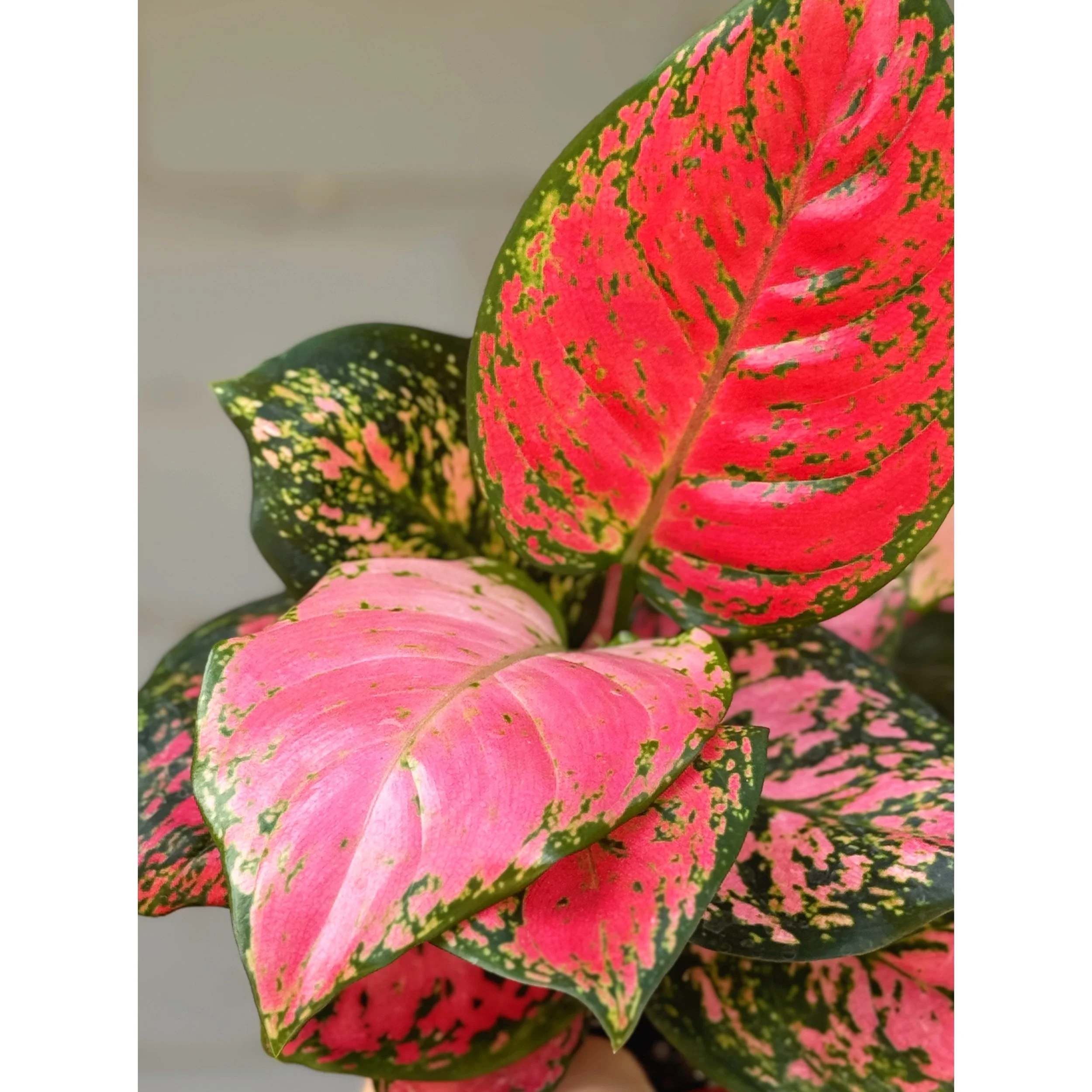 Aglaonema Hybrid 'Lady Valentine'