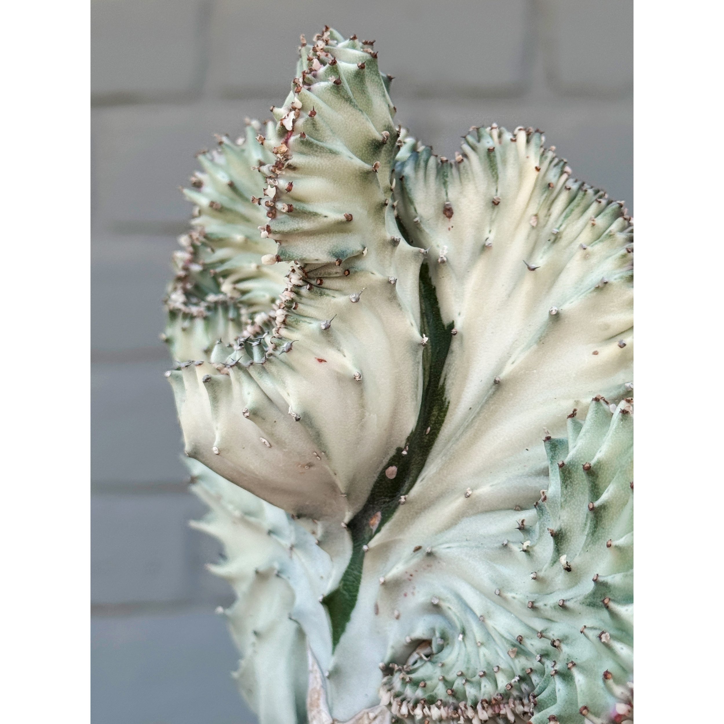 Grafted Coral Cactus 'Mermaid Tail' Silver/White