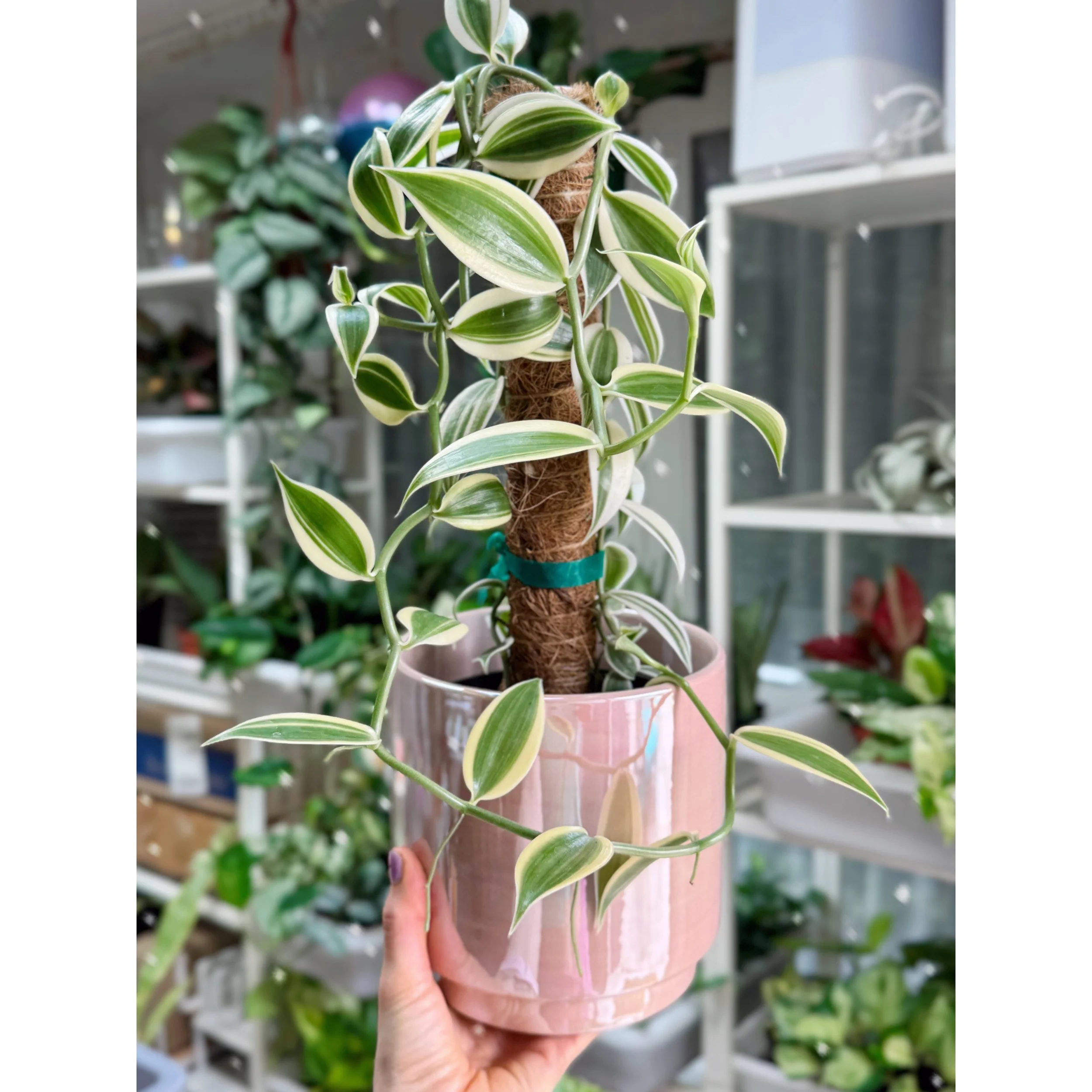 Orchid Vanilla Planifolia Albo Variegata Totem in Pink Iridescent Pot