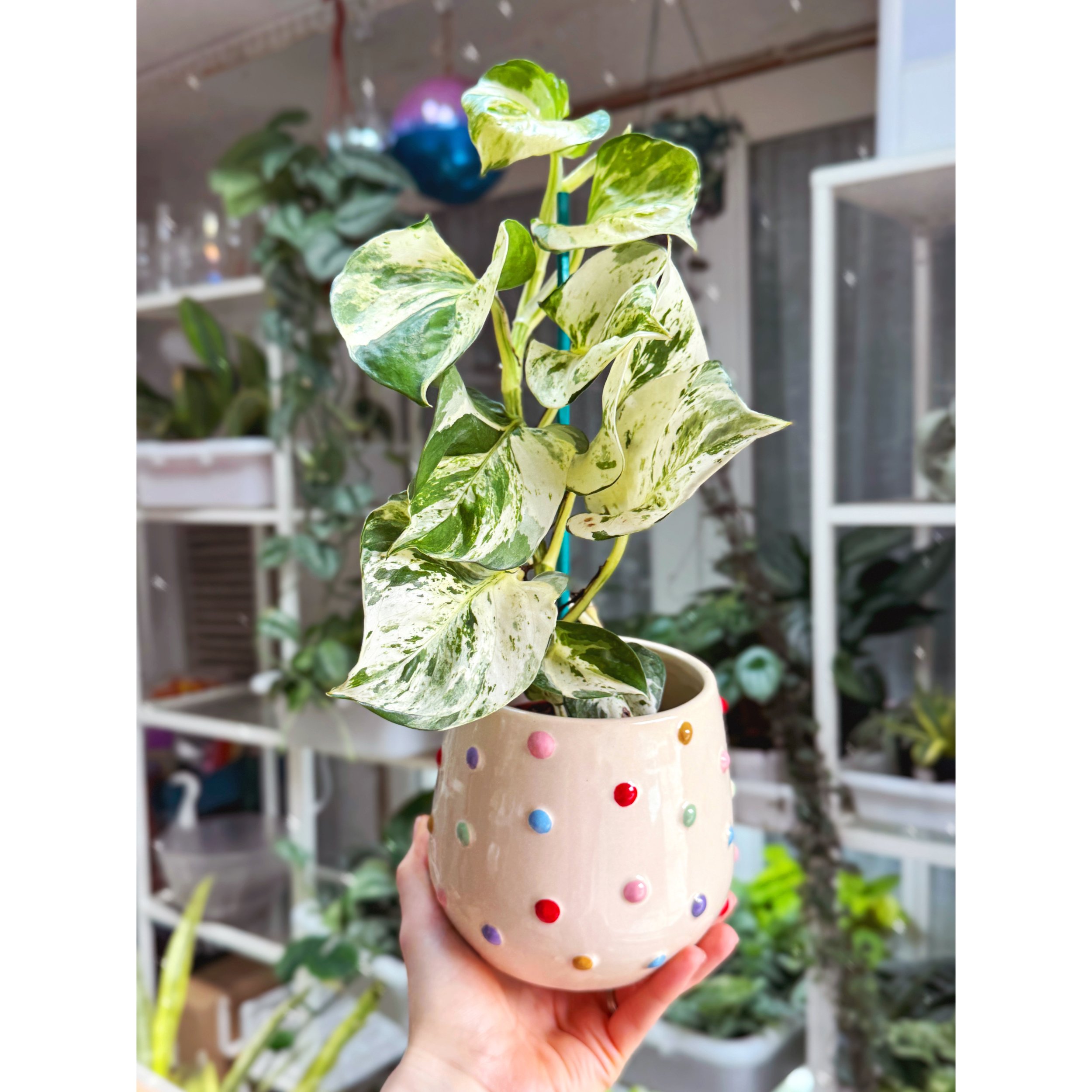 Epipremnum Aureum 'Manjula' Pothos with Color Dot Pot