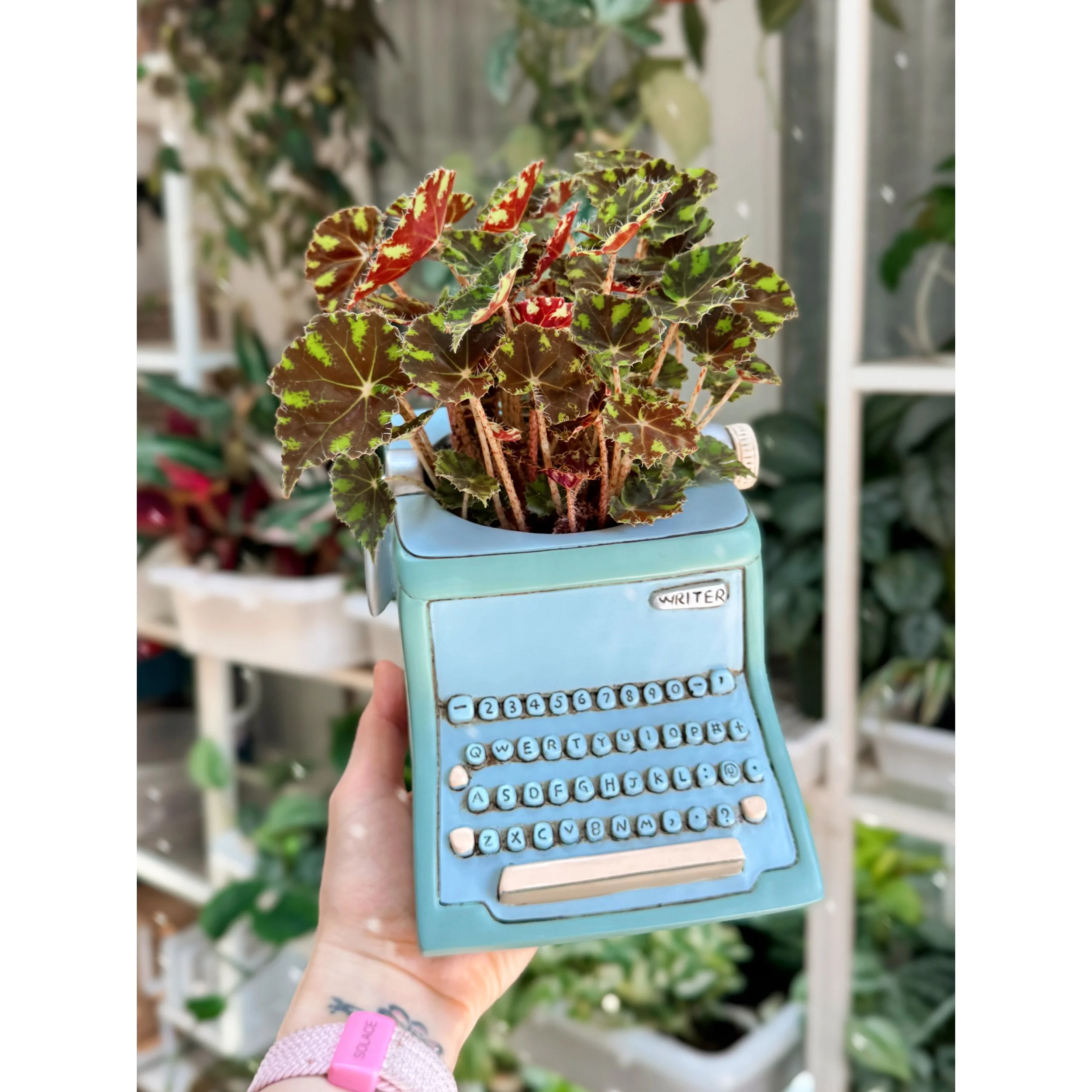 Begonia Bowerae 'Tiger Paws'