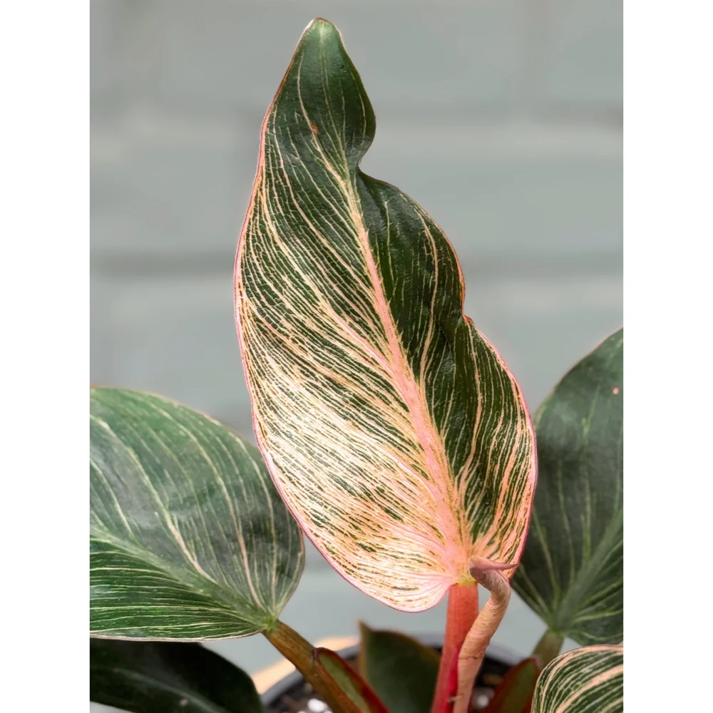 kalanchoe plant Buy Kalanchoe (Orange) main image 0