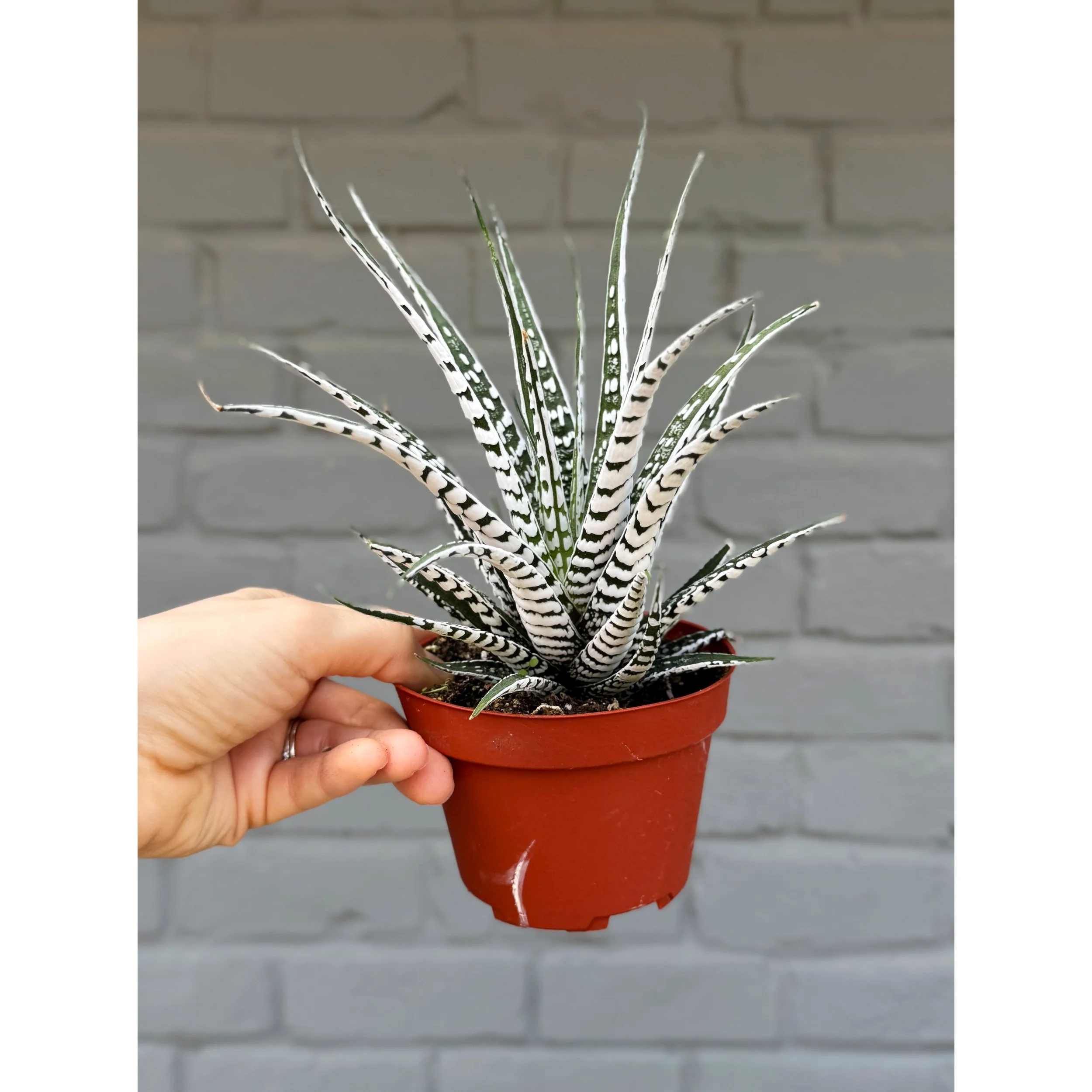 Haworthia Attenuata ‘Zebra’ Extra White