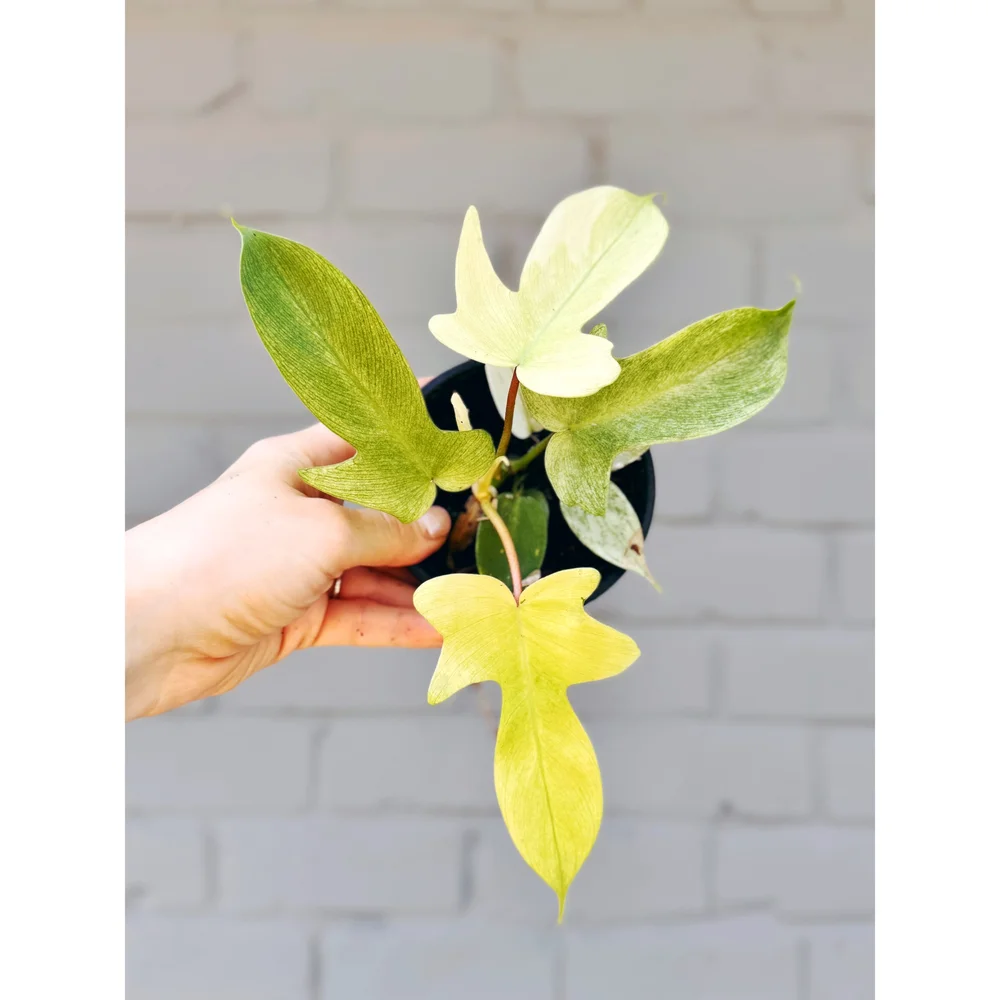 fensterblatt groß kaufen Monstera deliciosa XXL | Online kaufen main image 1