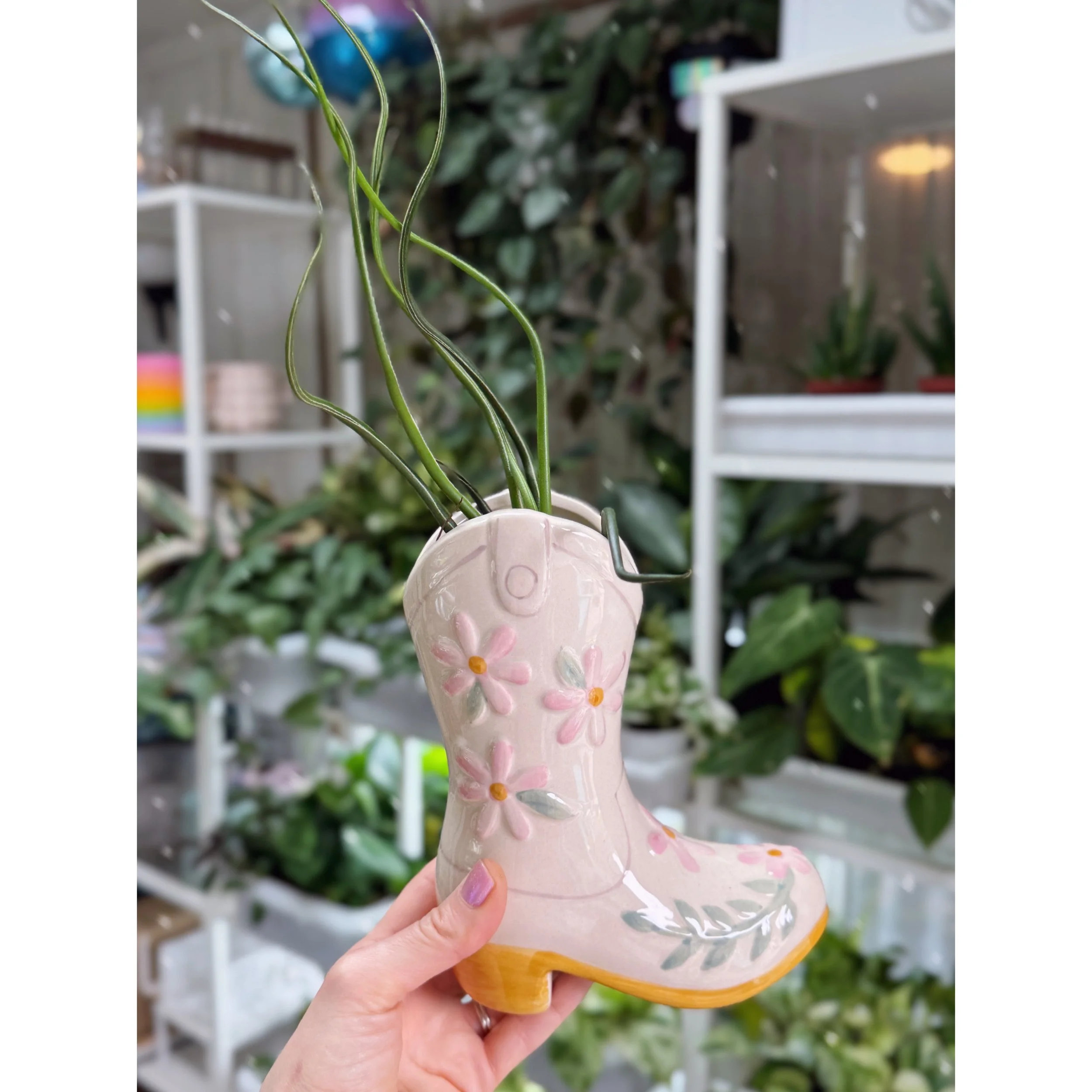 Large Tillandsia Bulbosa Belize (Air Plant) in Cowgirl Boot Vase