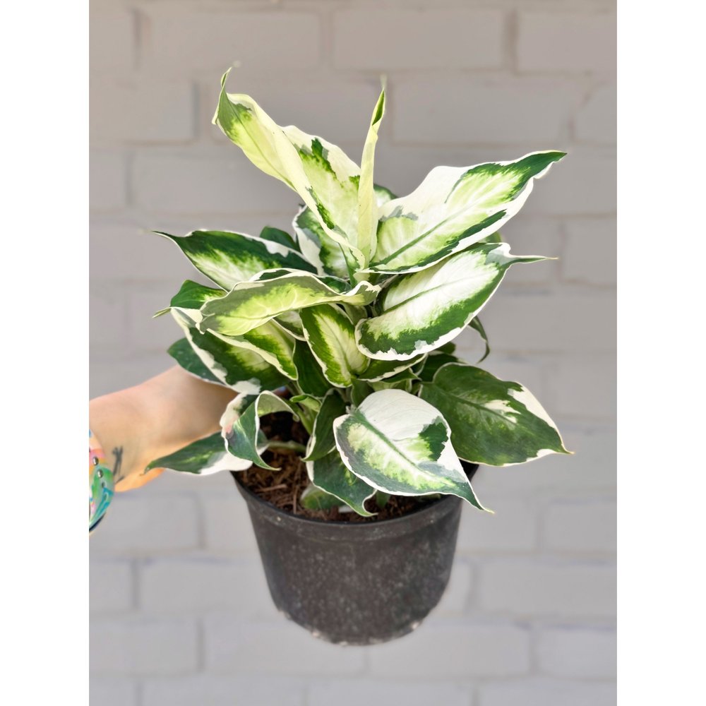 house plant soil cover E.B. Stone™ Organics Indoor Potting Soil  Green Acres Nursery &  Supply
