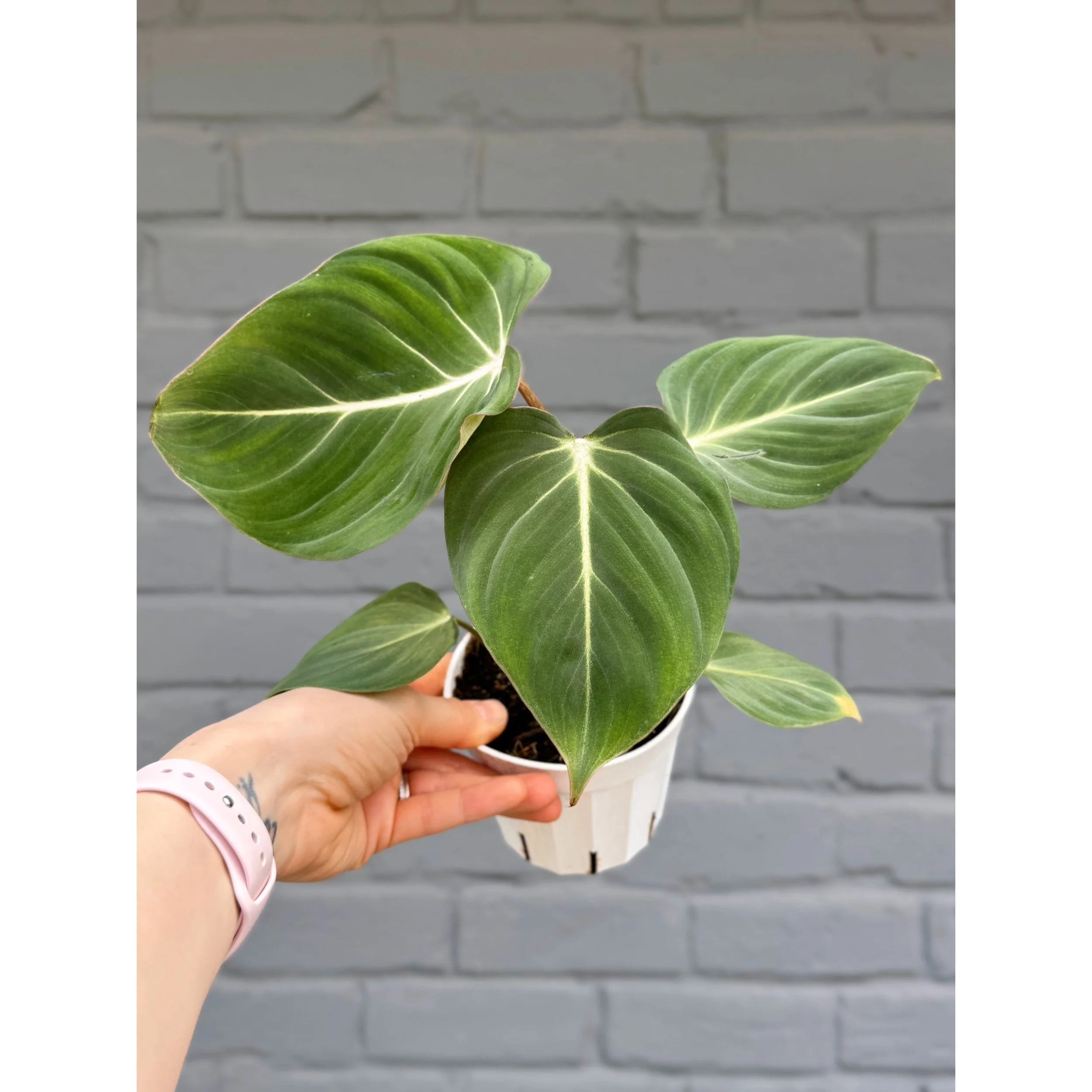 Philodendron 'Gloriosum' 4"