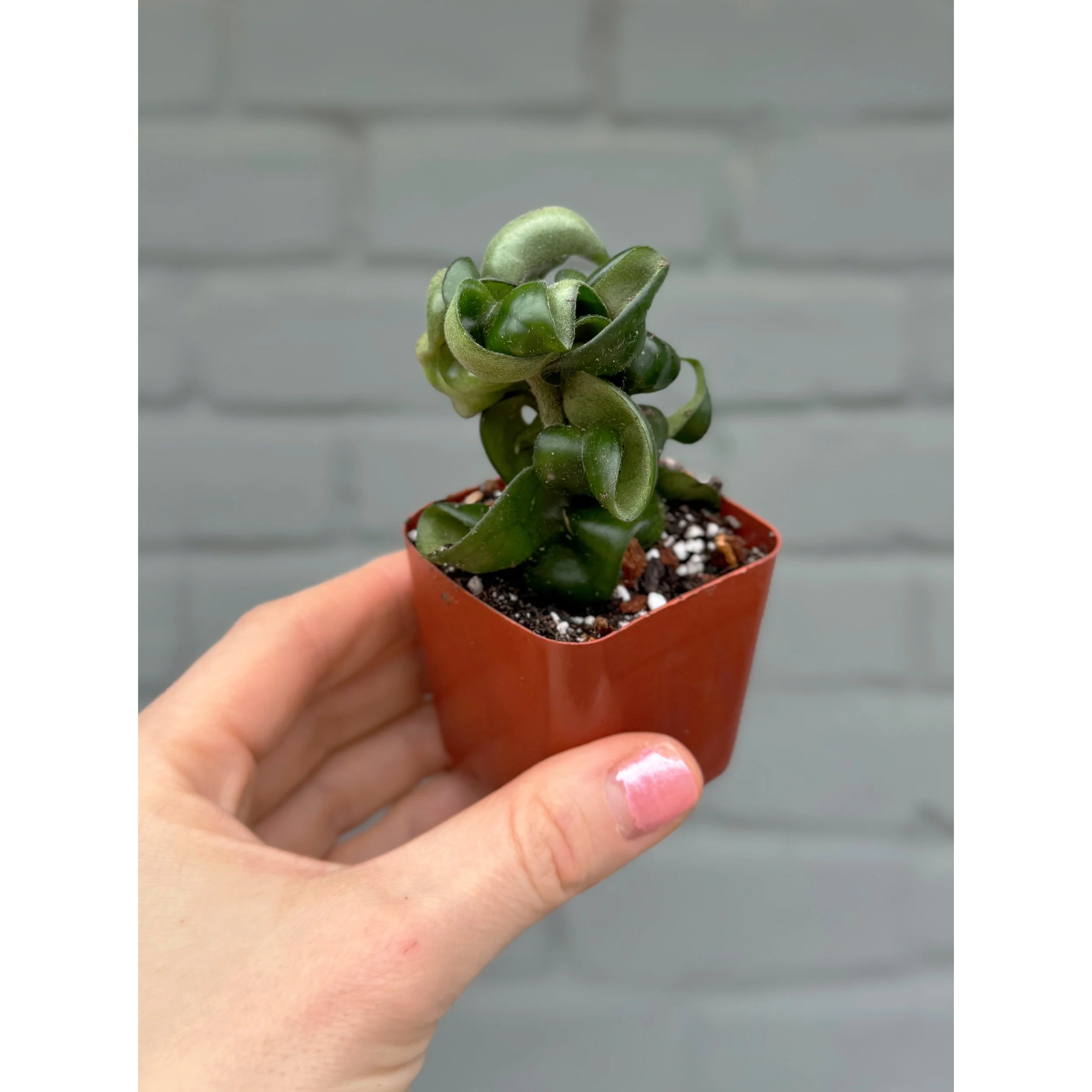 Hoya Carnosa Compacta 'Hindu Rope' 2"