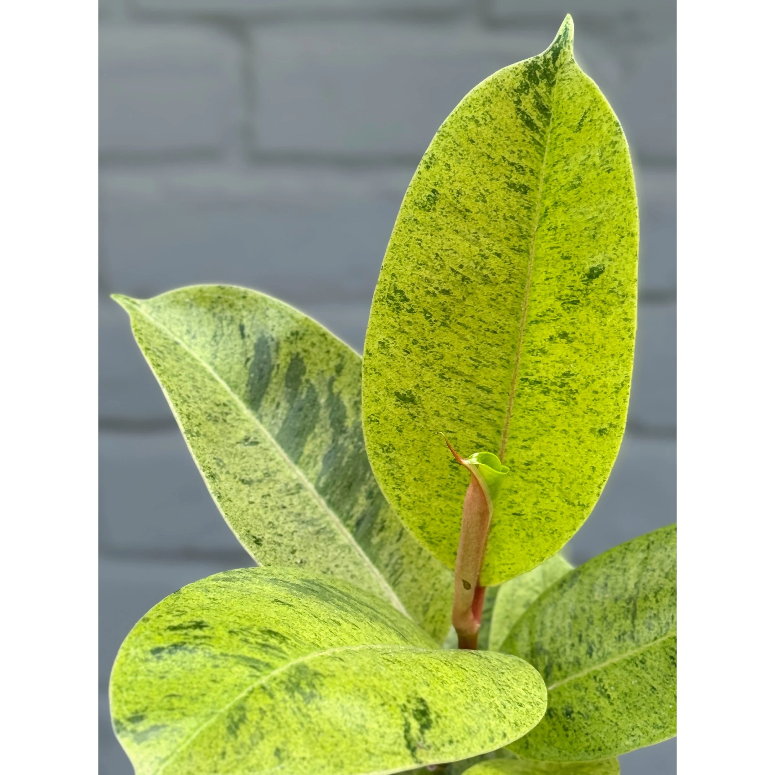 Ficus 'Shivereana'