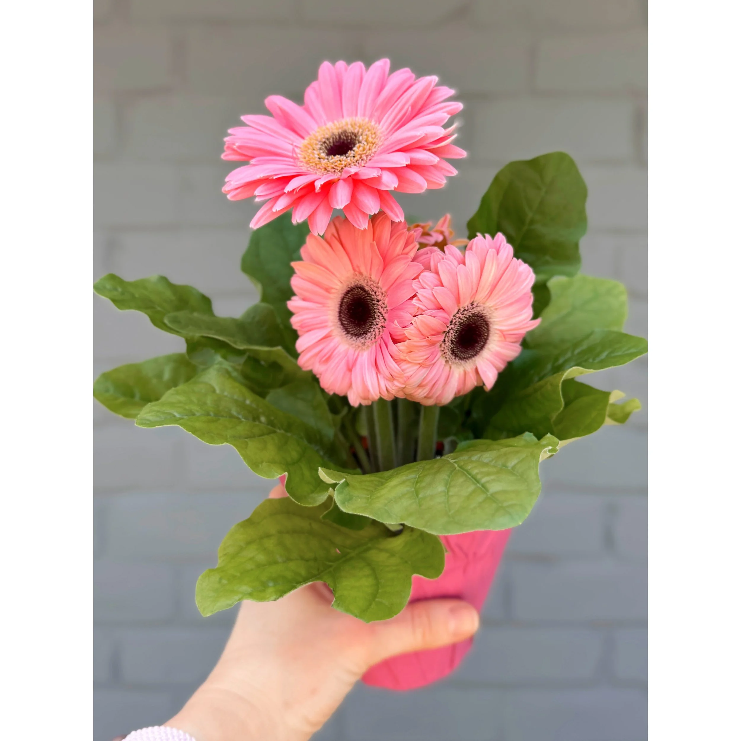 Gerbera Daisy Light Pink