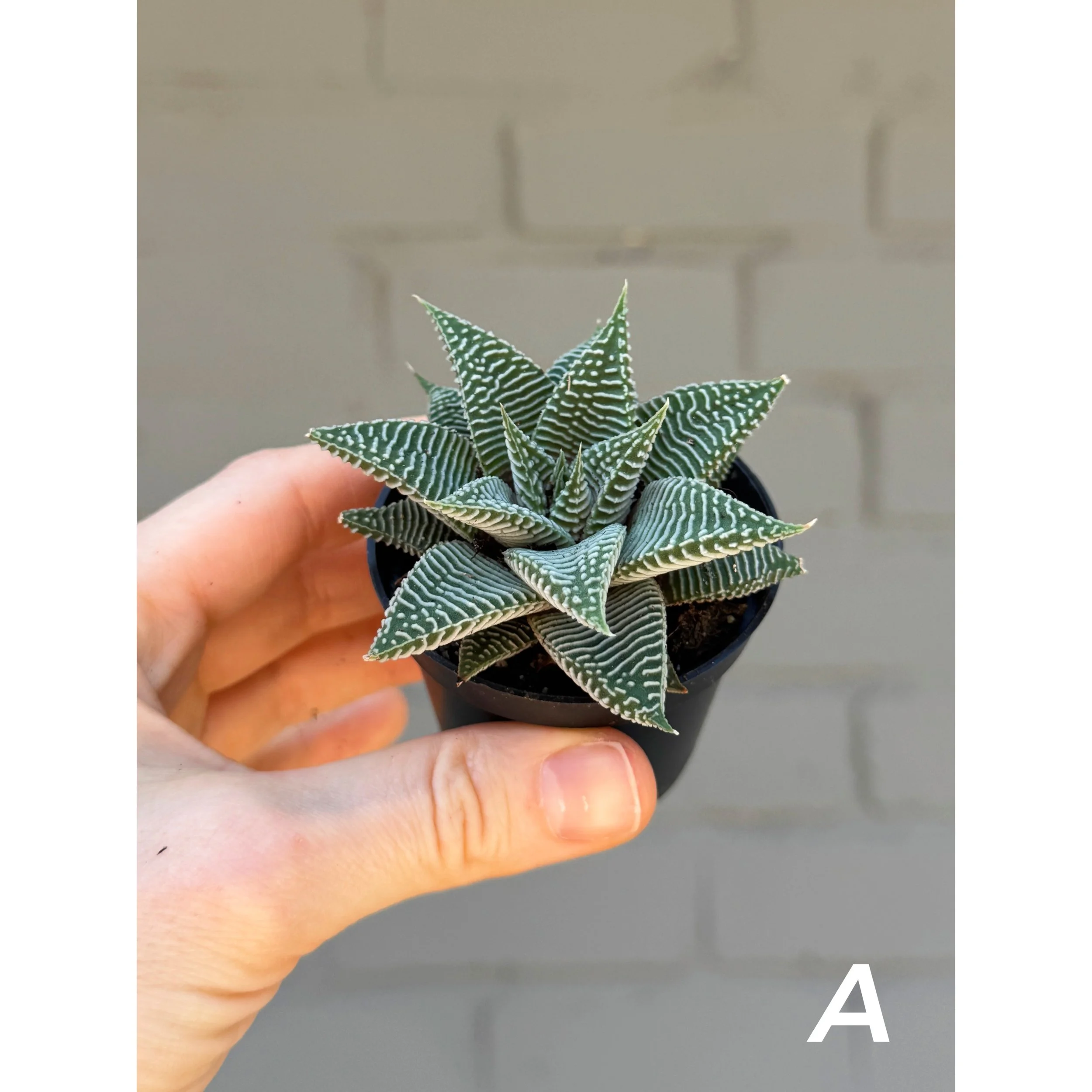 Haworthia Miami A