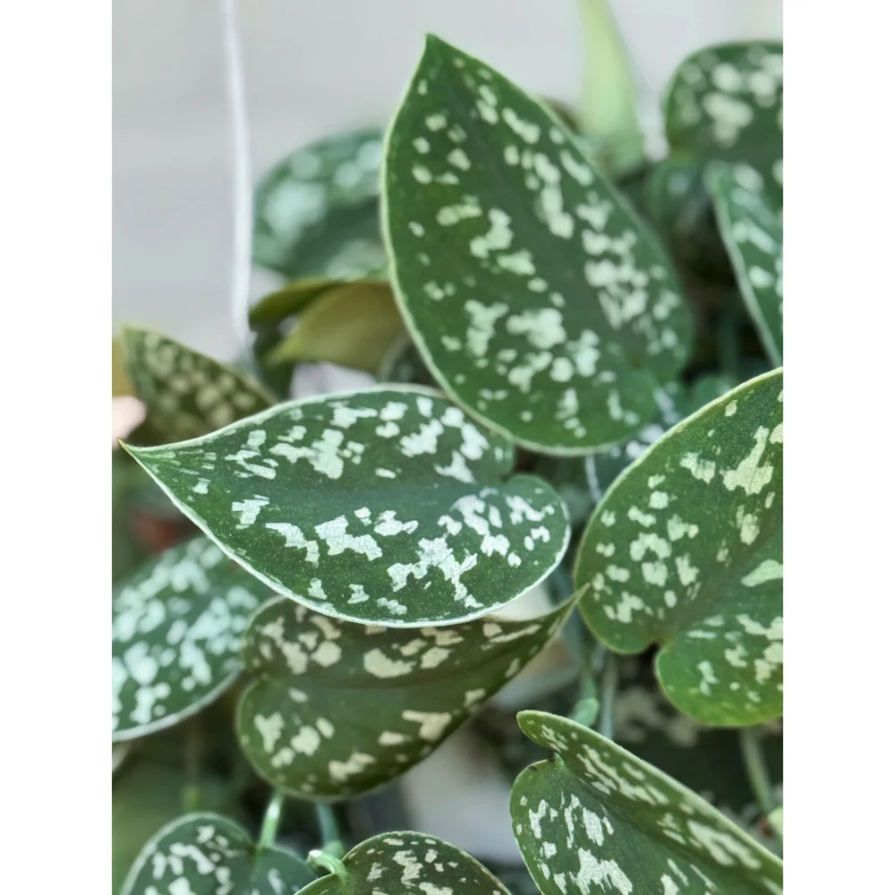 succulent pussy Cyanotis somaliensis (Pussy Ears)