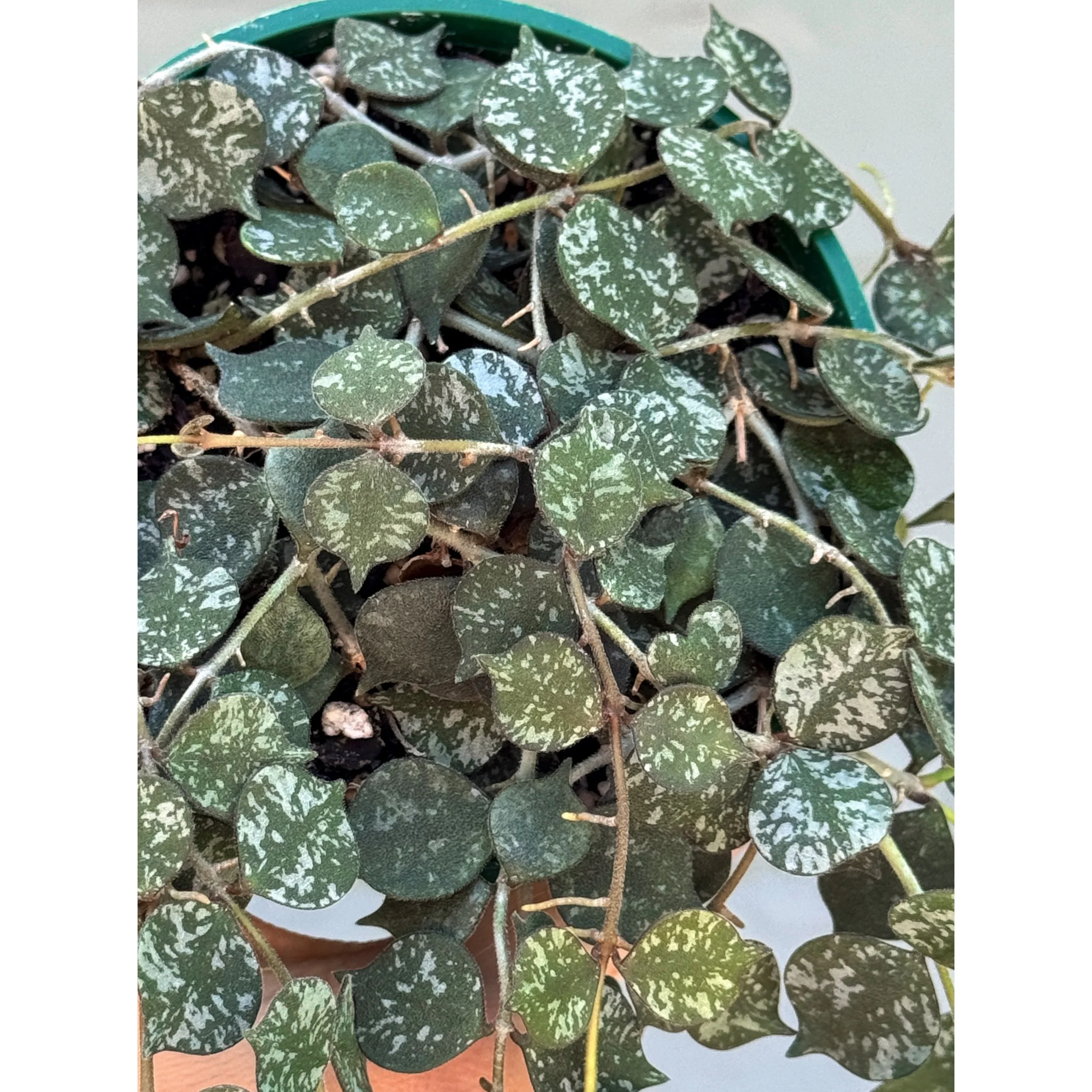 Hoya Curtisii