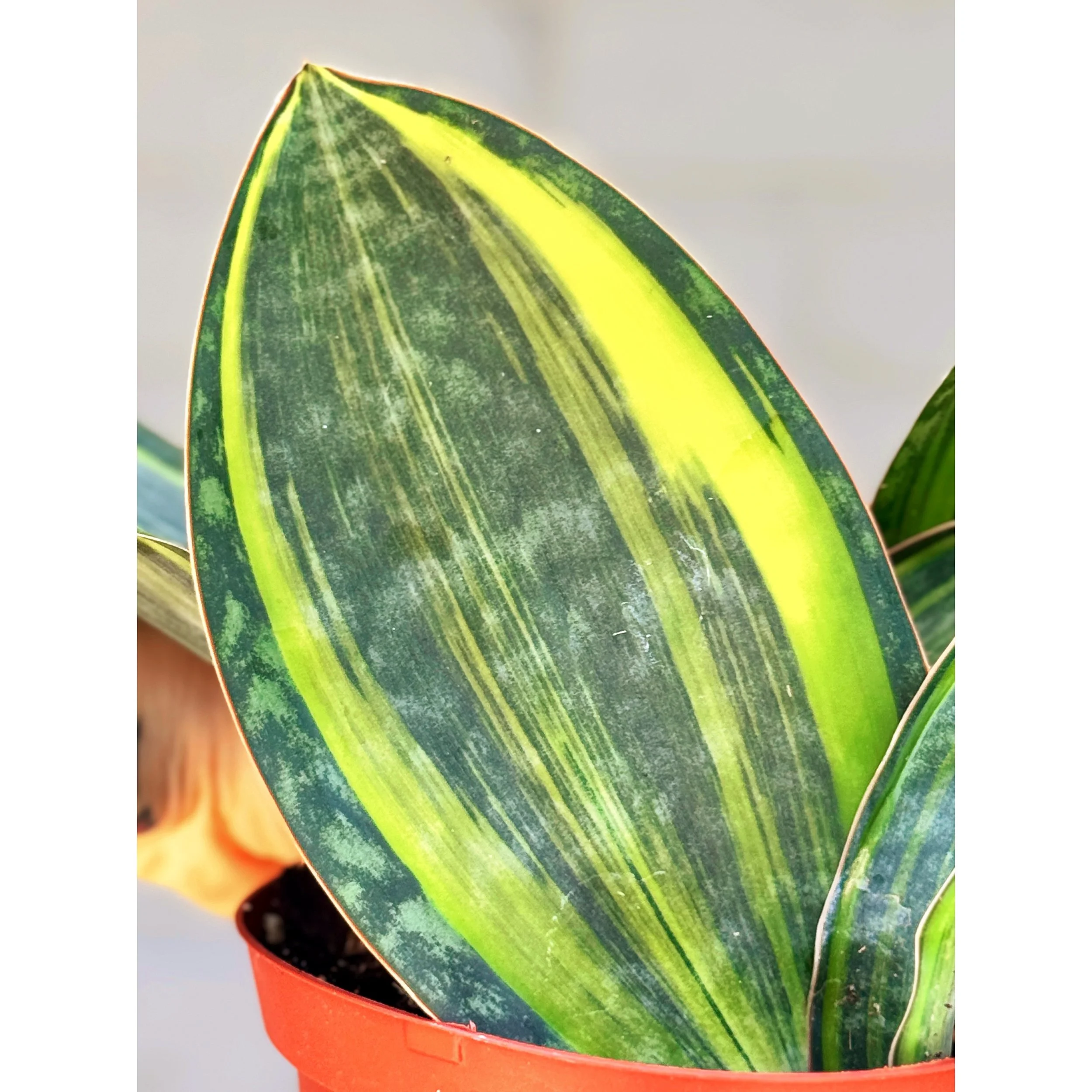 Sansevieria Masoniana 'Variegated Whale Fin'