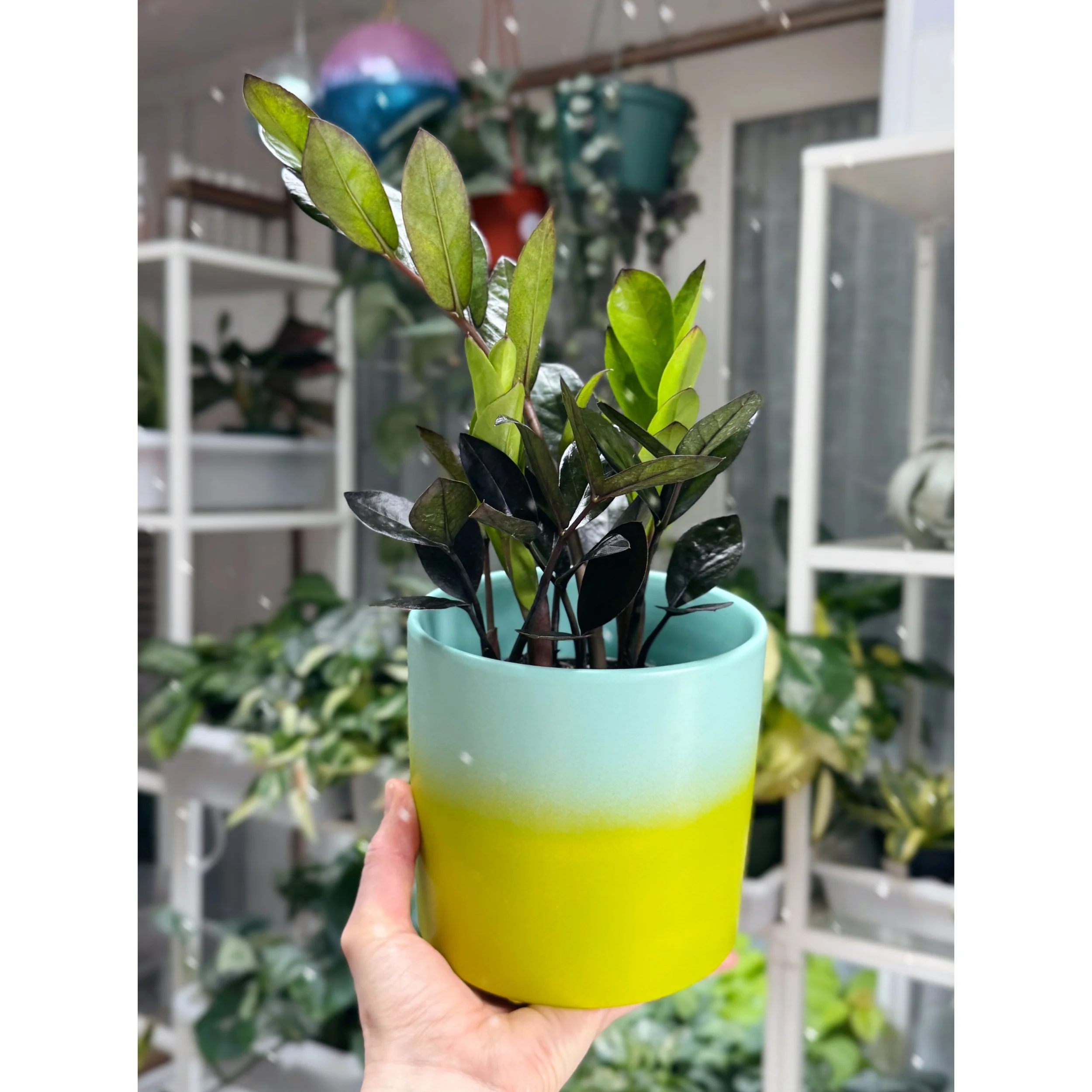 Raven ZZ Plant 'Black Queen' Lime Ombre Pot