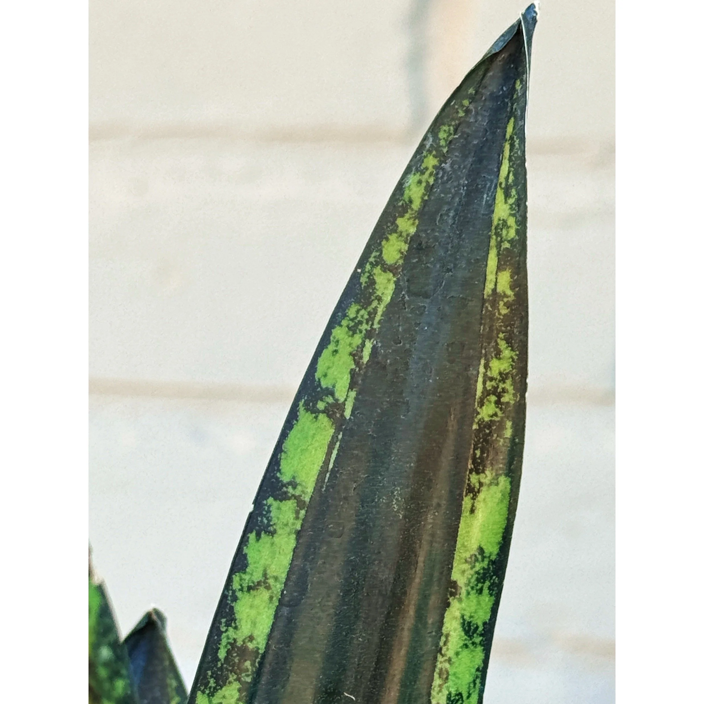 Sansevieria 'Crystal Flame'