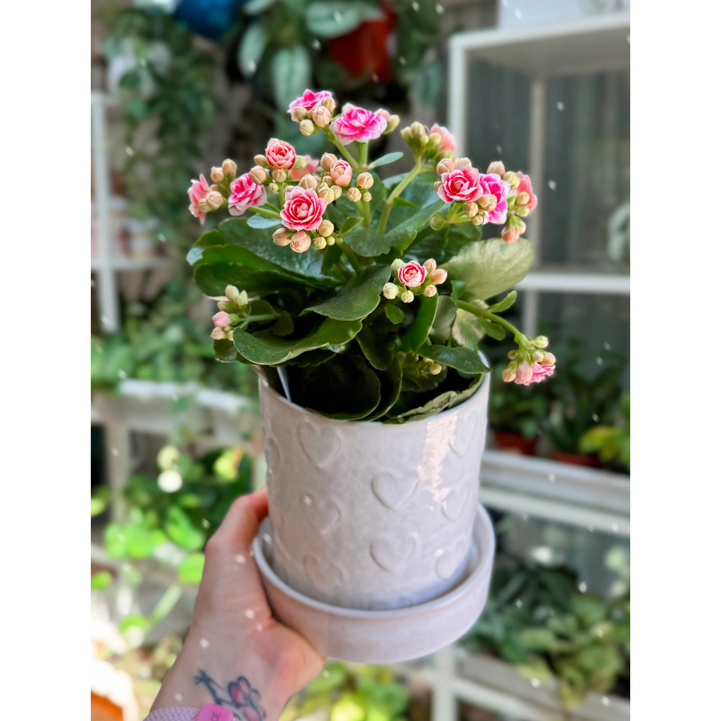 Pink and White Bicolor Blooming Calandiva in White Heart Pot