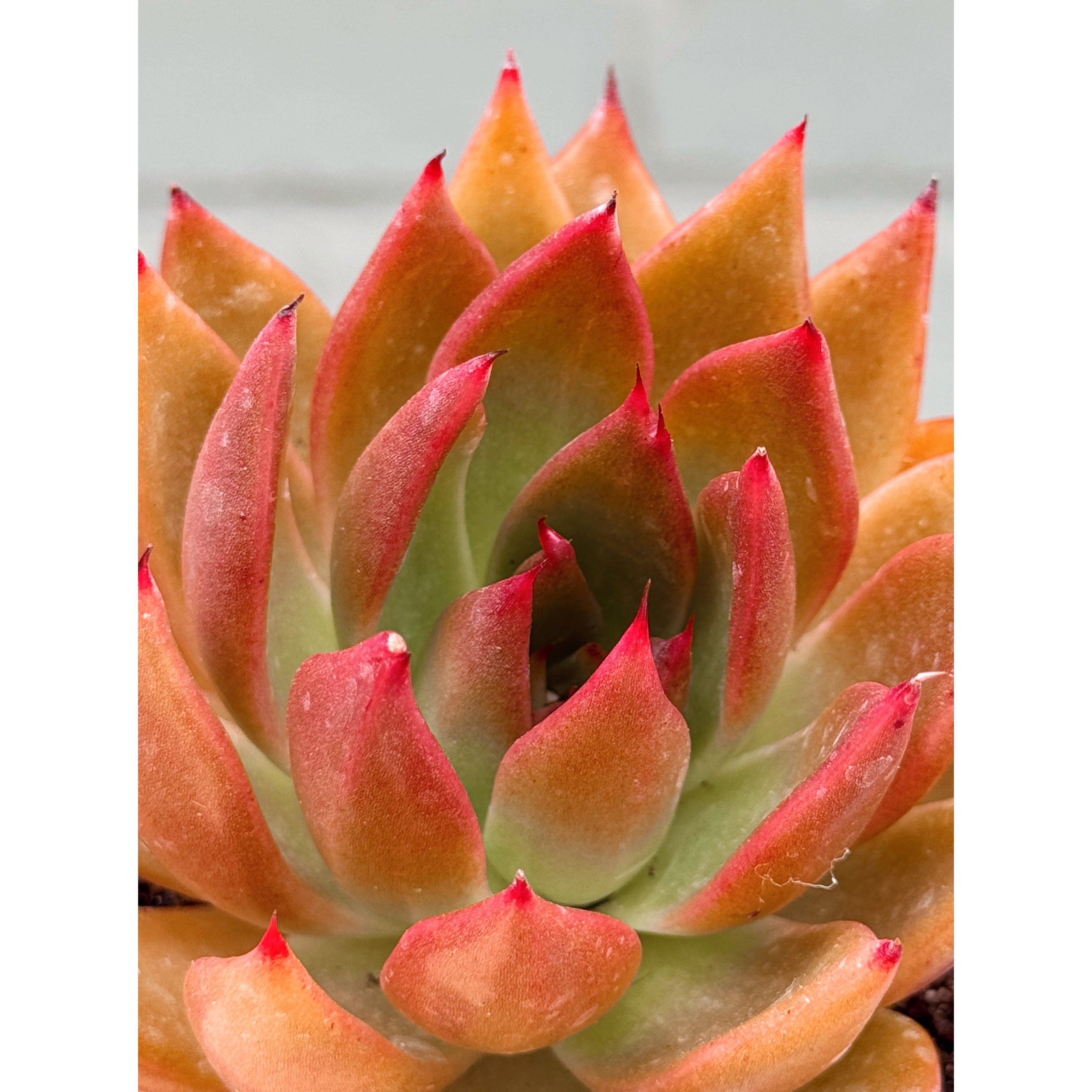 Echeveria Agavoides Red, Green Bronze