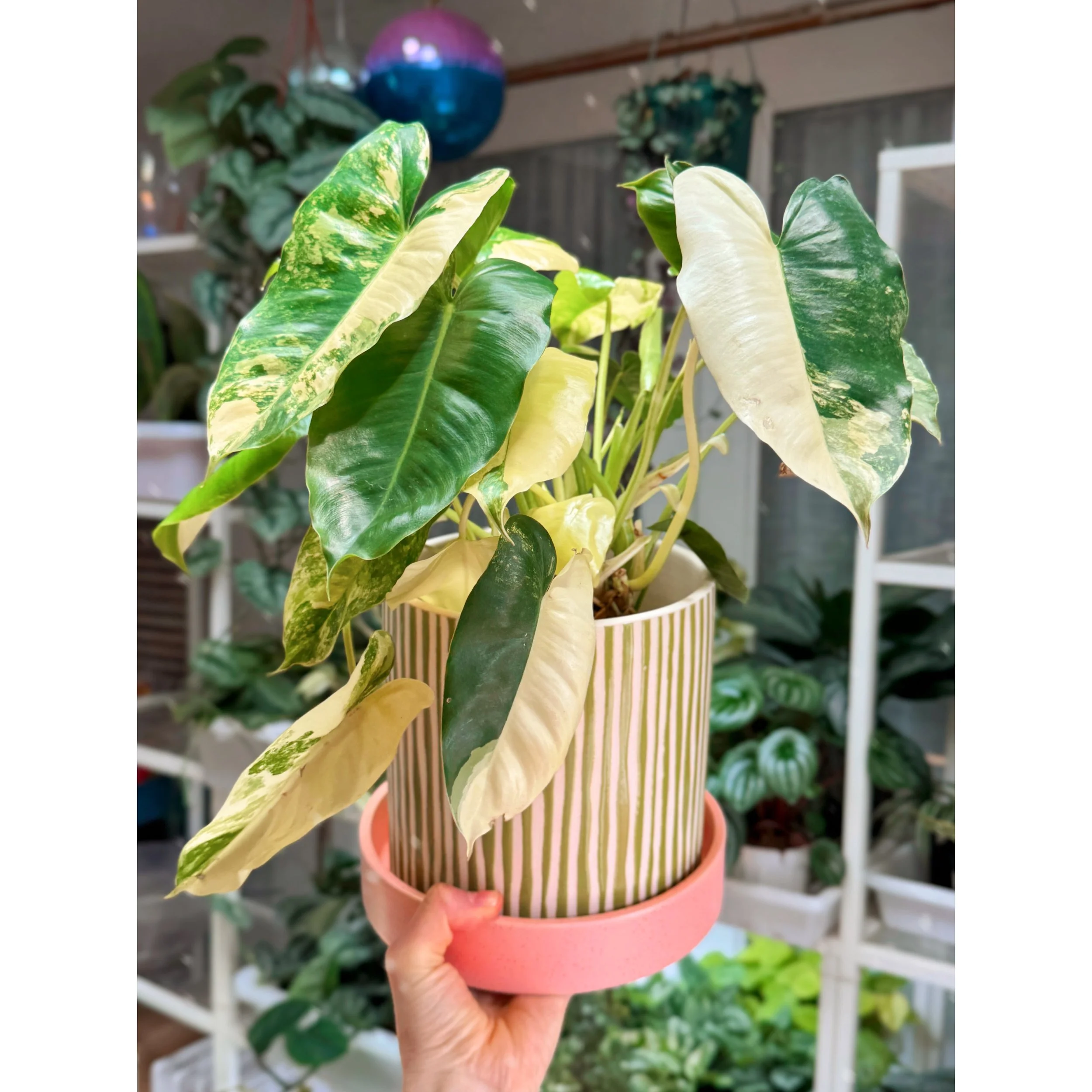 Philodendron 'Burle Marx Variegata' in Watermelon Stripe Pot