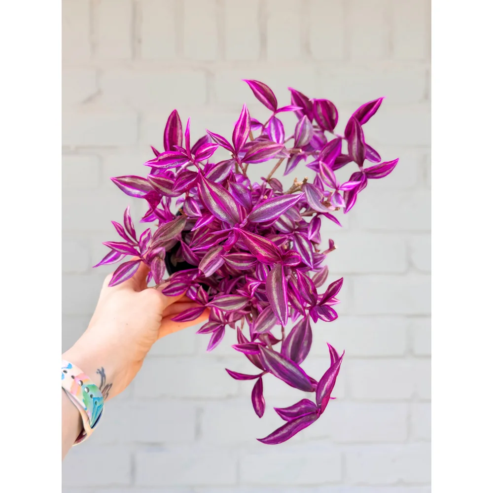 where to buy money plant Pilea Peperomioides 'Chinese Money' | Indoor Plant | Tropical Plant |  Potted Plant