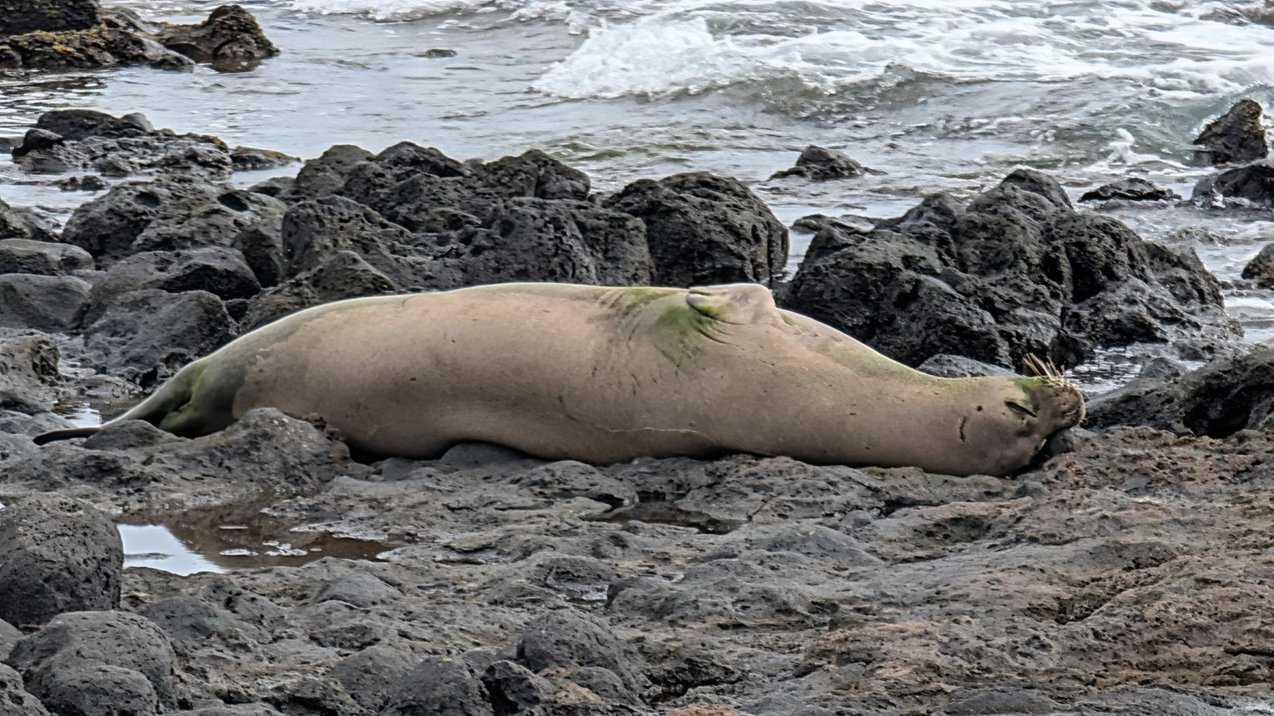 Monk Seal on Kauai