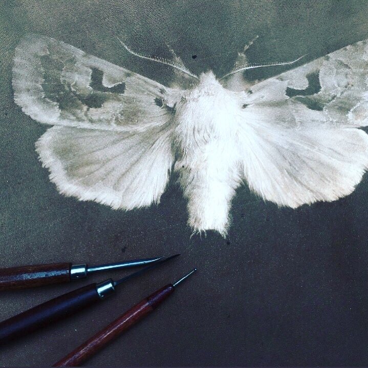 Sarah Gillespie White Moth Mezzotint.jpg